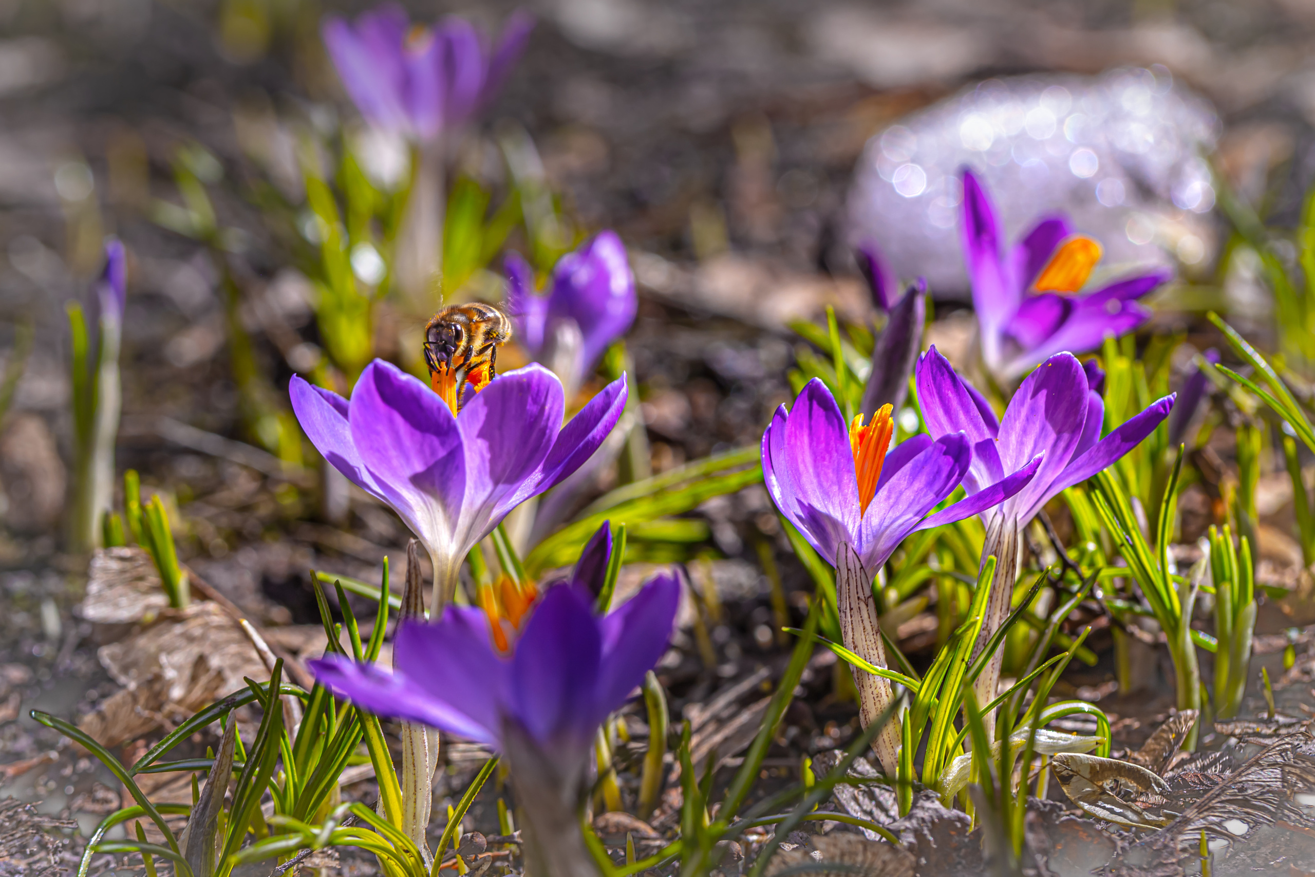 Весеннее цветение. Фотограф ландшафтных садов и интерьеров Елена Шавловская, Нидерланды