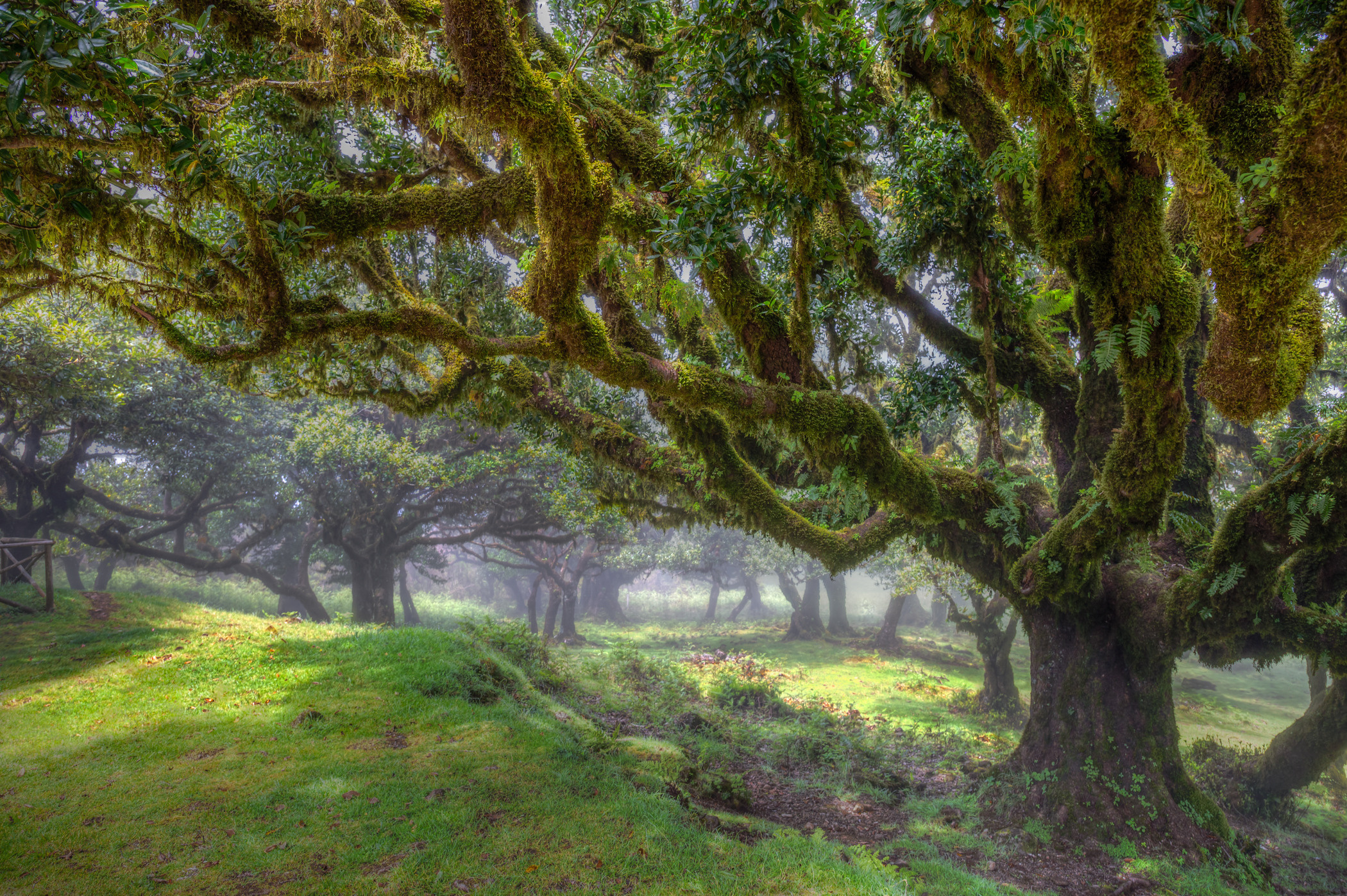 Laurel forest in the fog, Madeira. Garden and interior photographer Elena Shavlovska, Netherlands