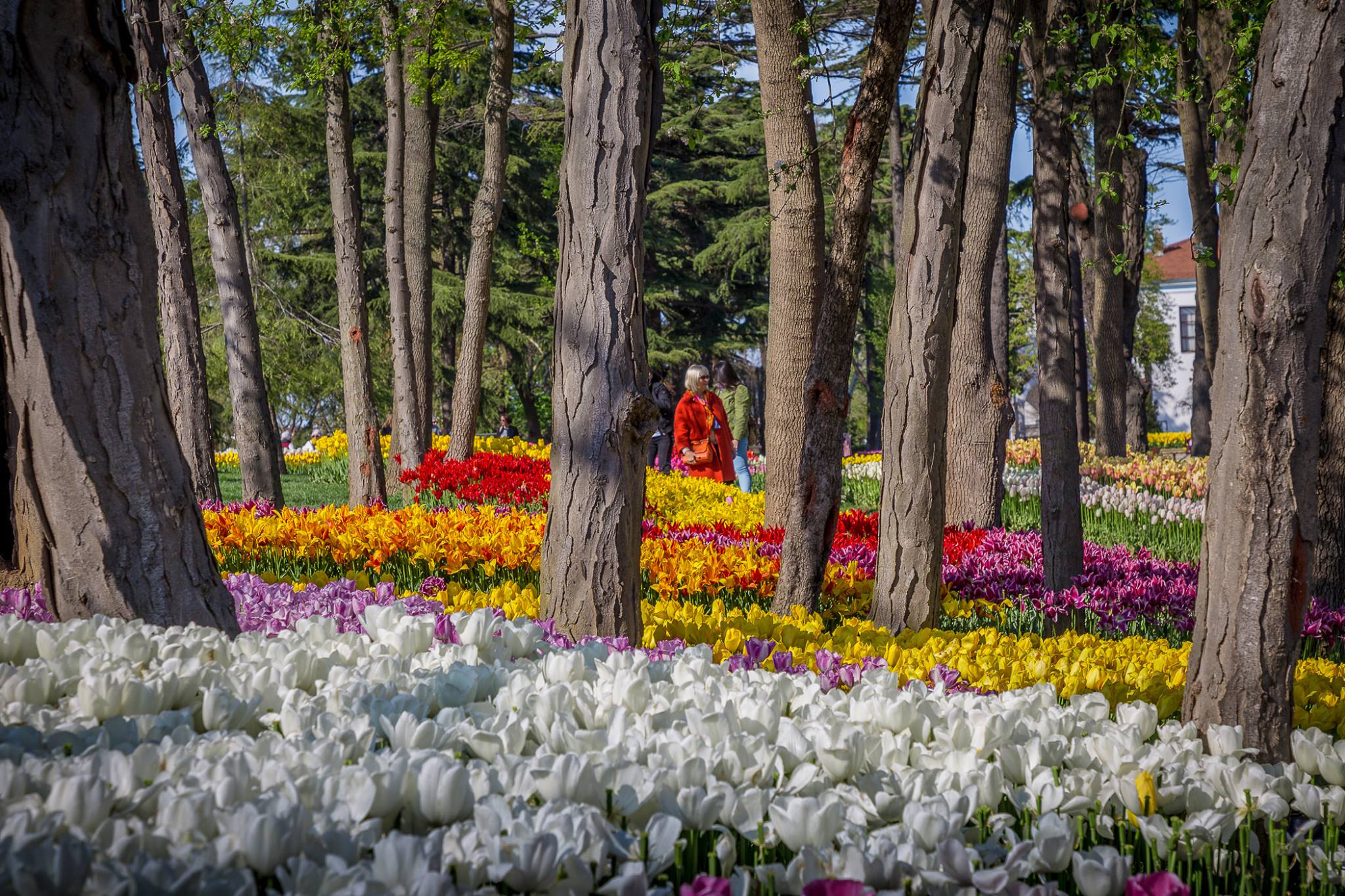 Photo shoot of Emirgan Tulip Park in Istanbul. Garden and interior photographer Elena Shavlovska, Netherlands