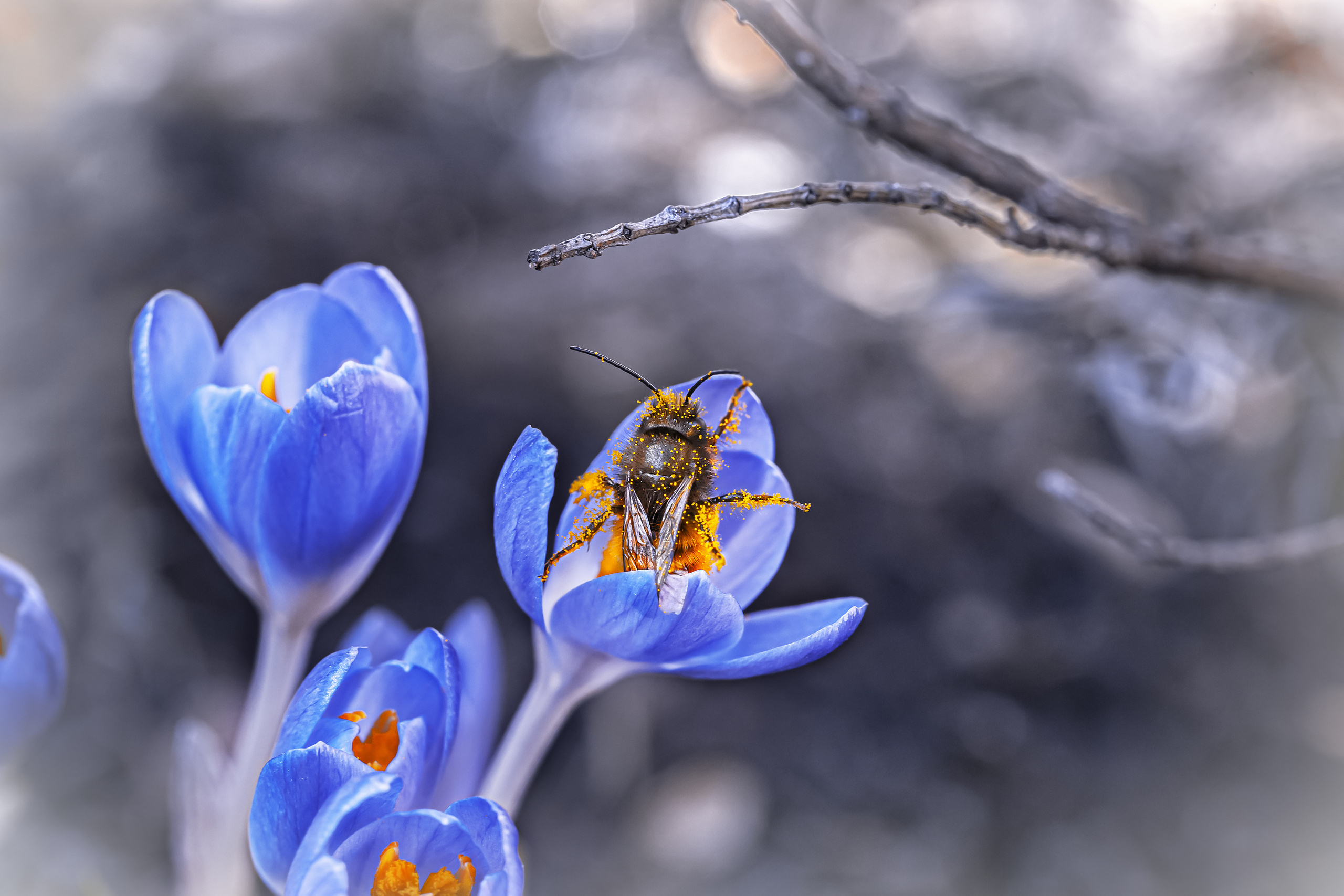 Весеннее цветение. Фотограф ландшафтных садов и интерьеров Елена Шавловская, Нидерланды