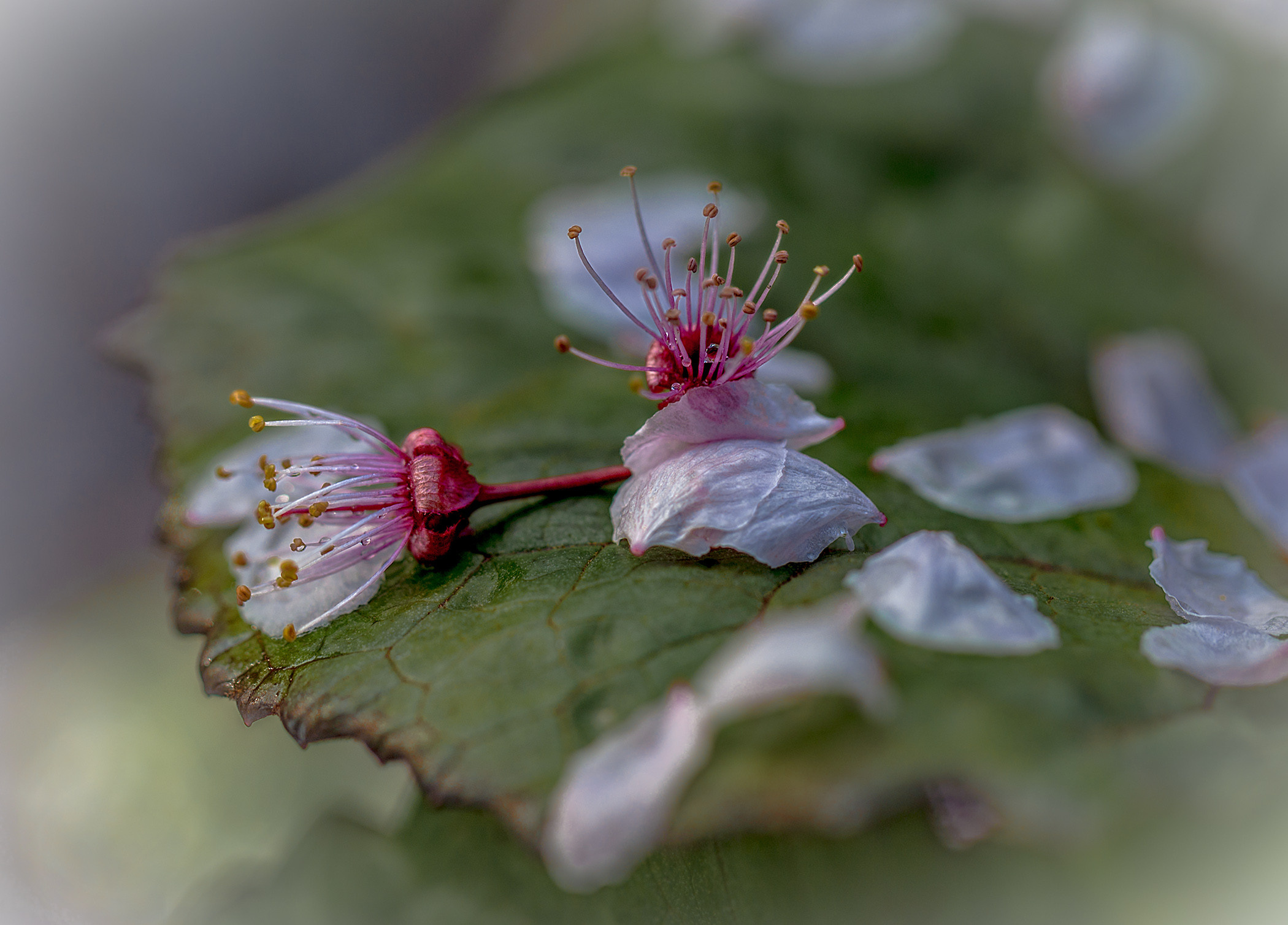 Garden and interior photographer Elena Shavlovska, Netherlands