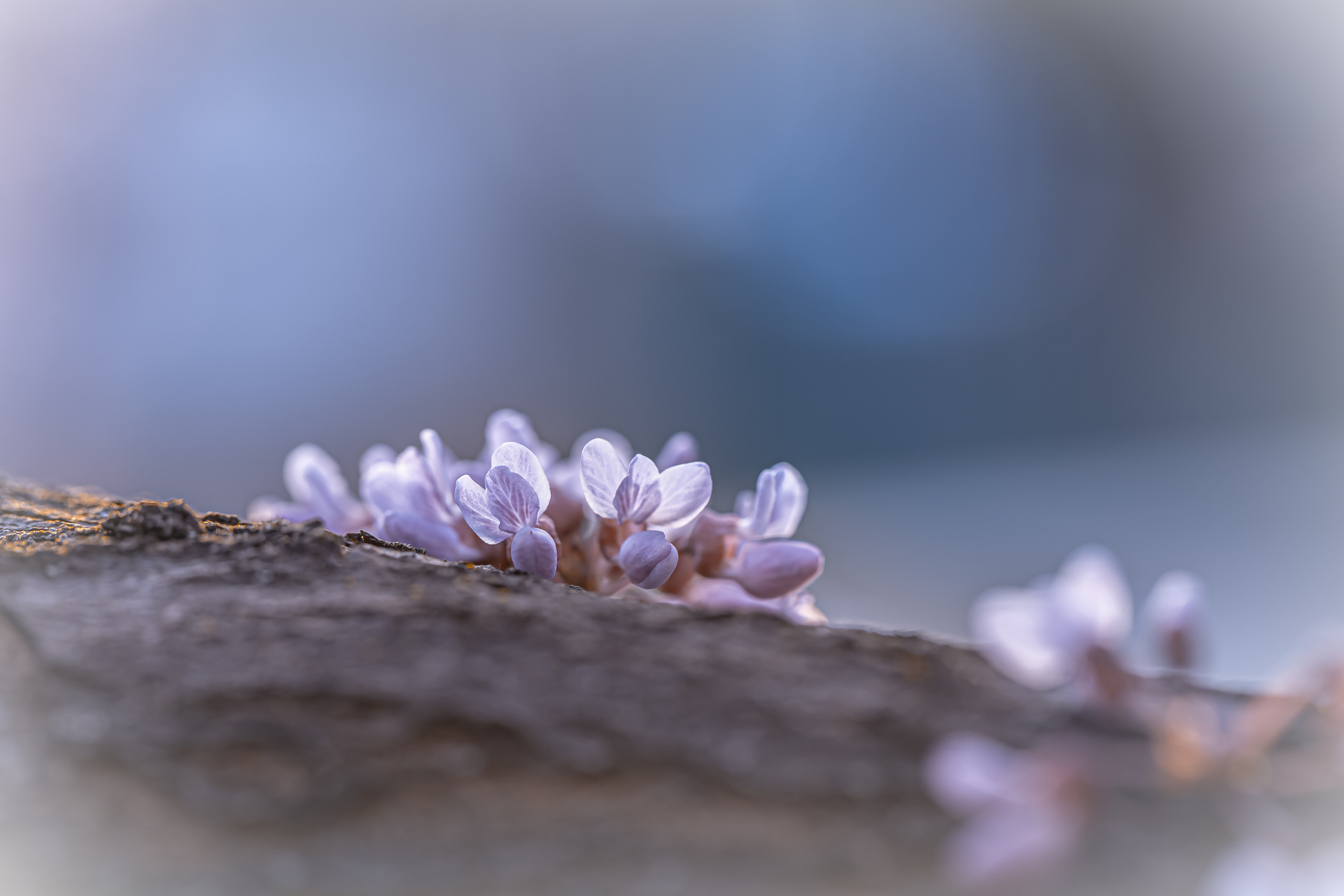 Весеннее цветение. Фотограф ландшафтных садов и интерьеров Елена Шавловская, Нидерланды