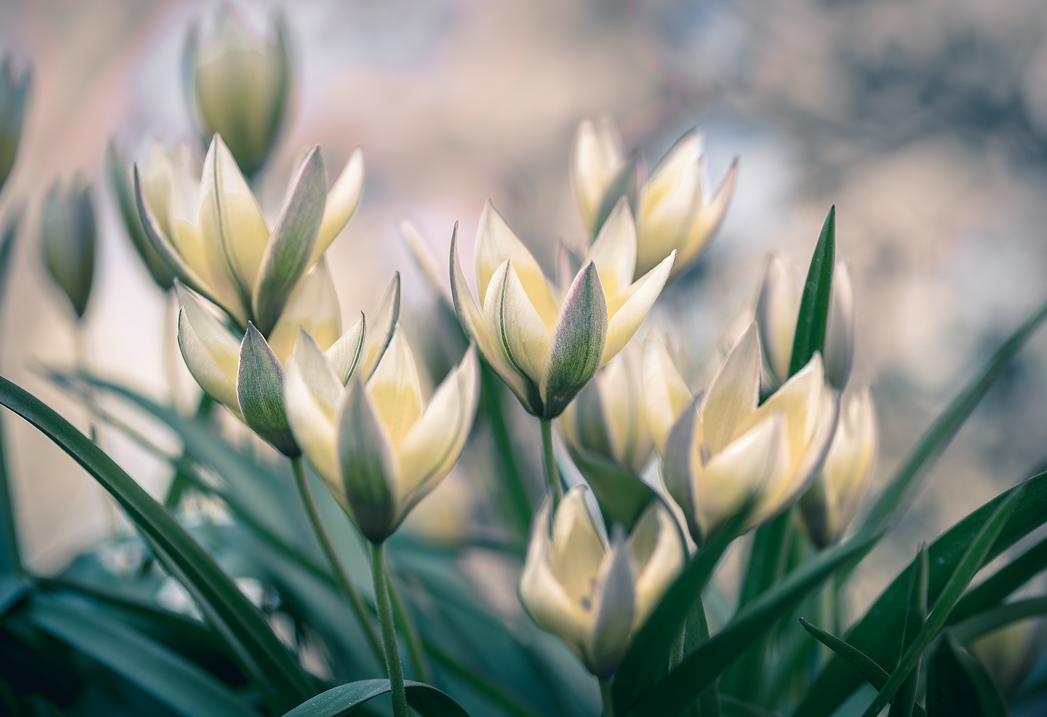 Garden and interior photographer Elena Shavlovska, Netherlands