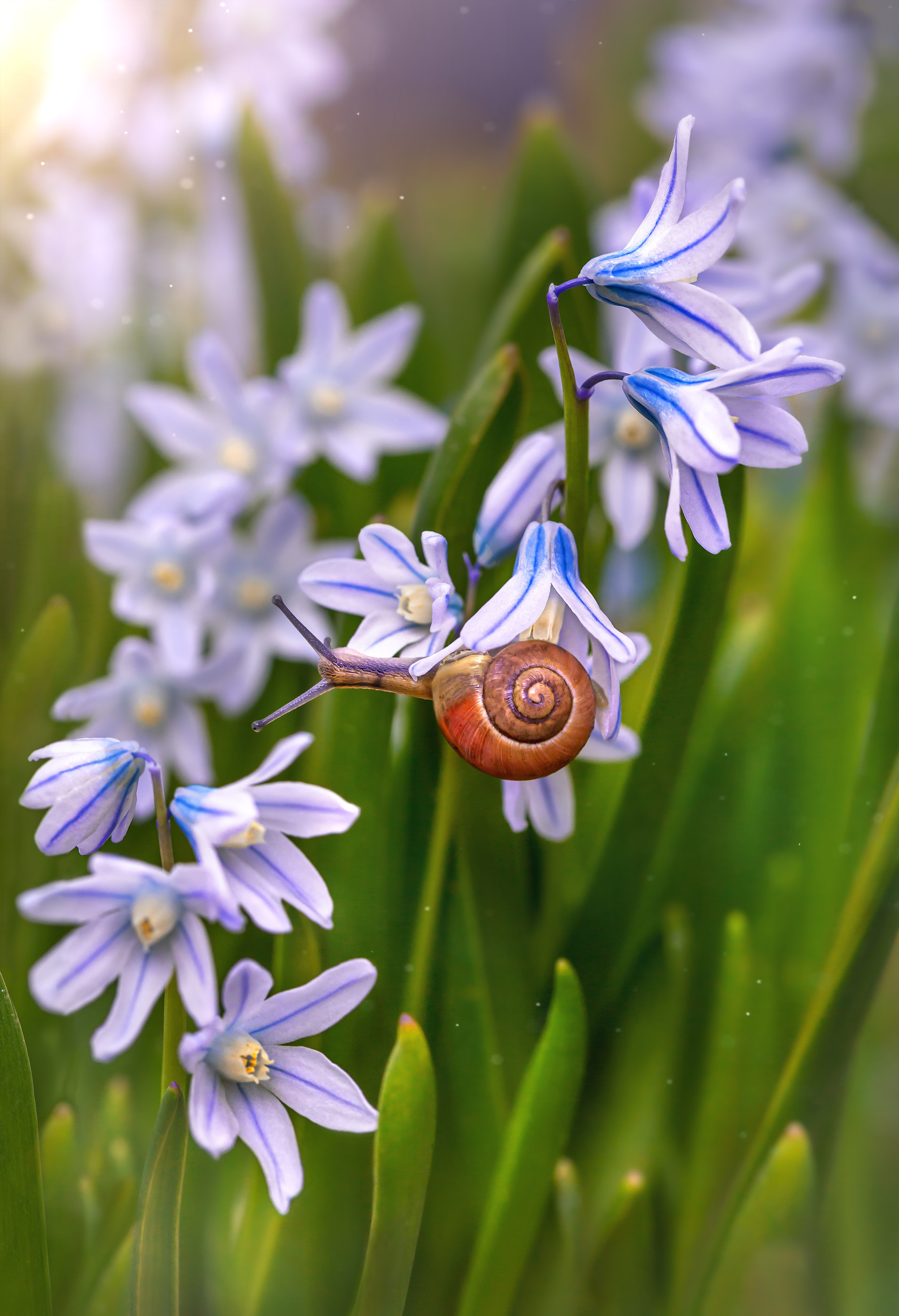 Snails. Garden and interior photographer Elena Shavlovska, Netherlands