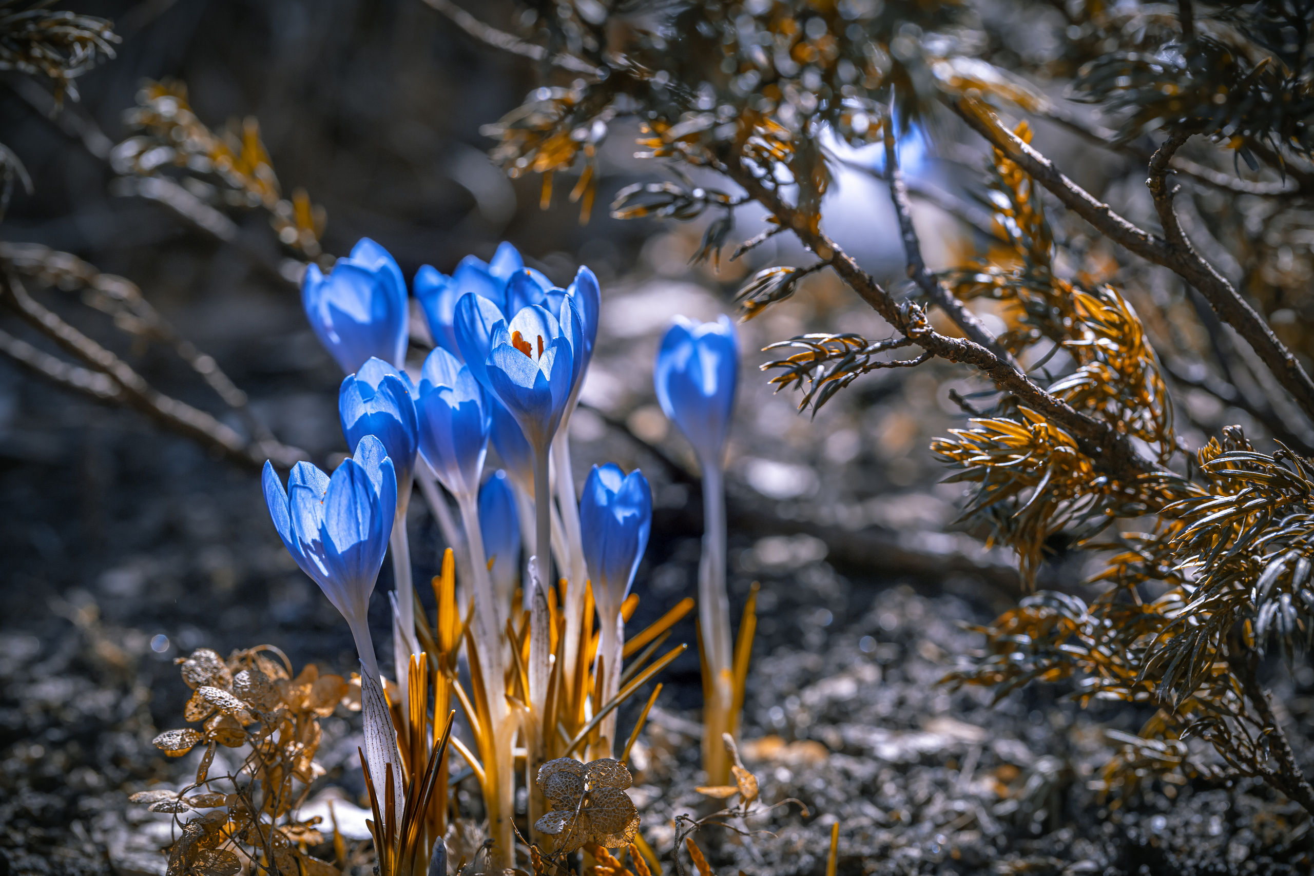 Весеннее цветение. Фотограф ландшафтных садов и интерьеров Елена Шавловская, Нидерланды