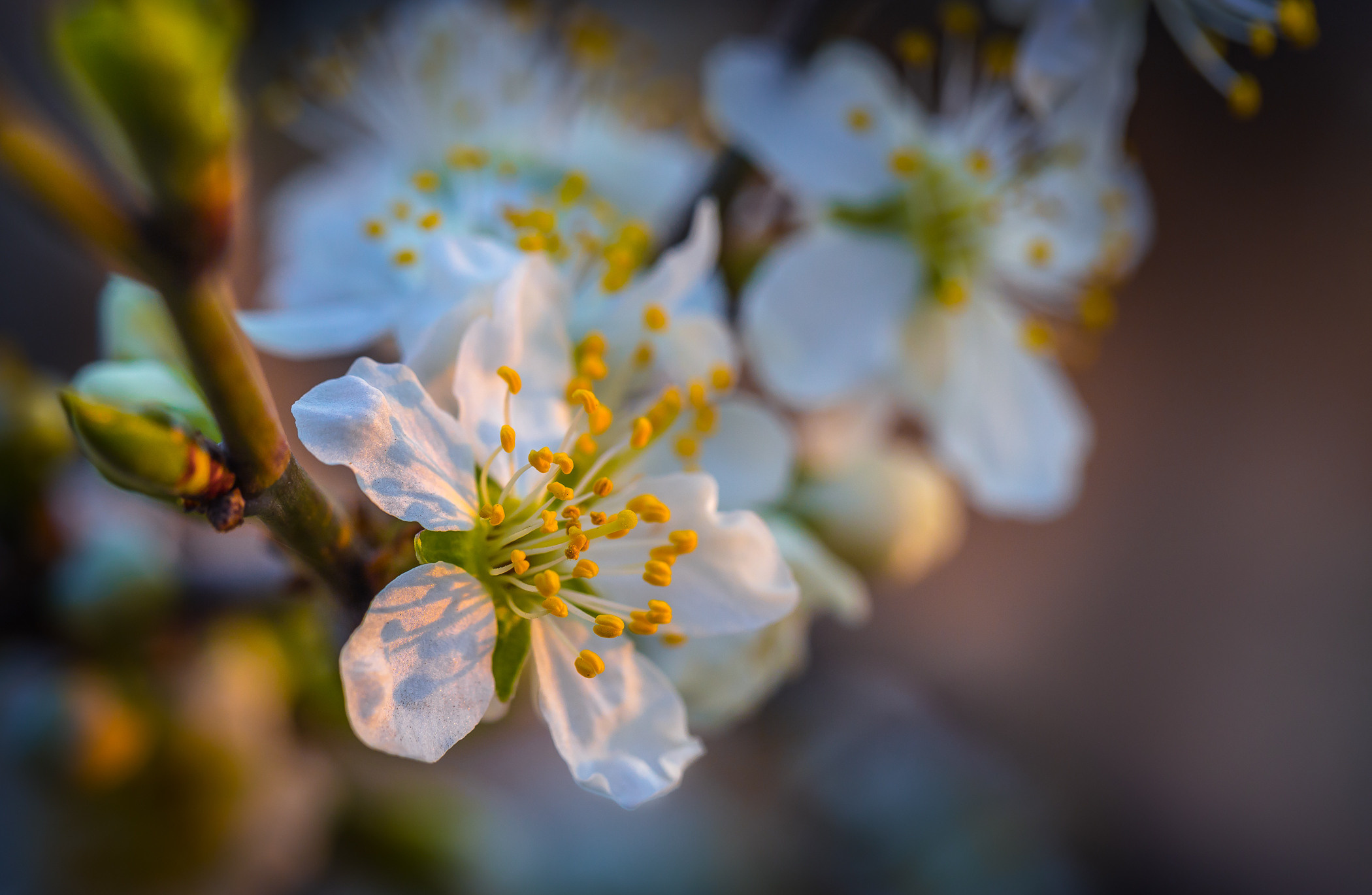 Весеннее цветение. Фотограф ландшафтных садов и интерьеров Елена Шавловская, Нидерланды