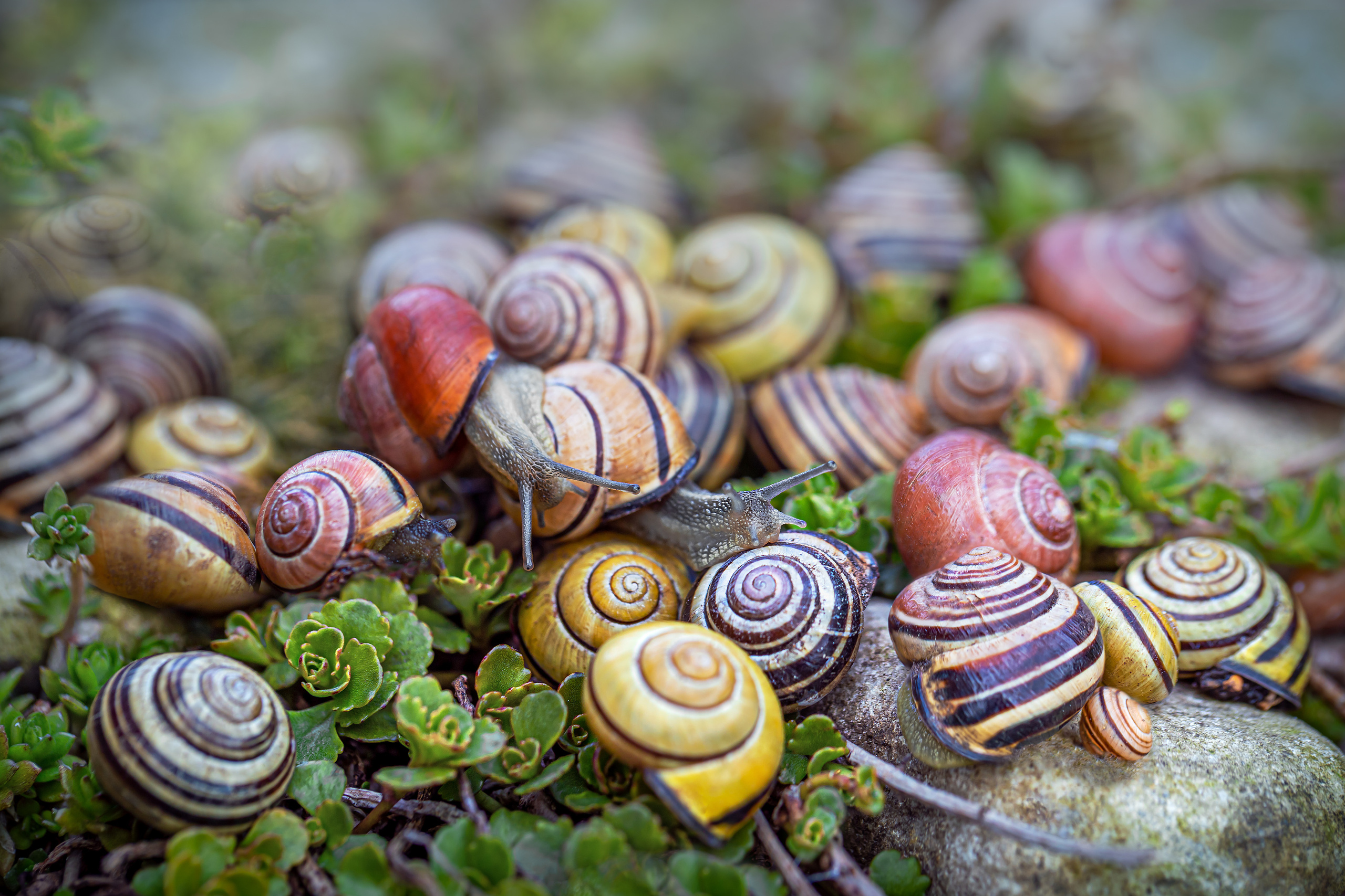 Snails. Garden and interior photographer Elena Shavlovska, Netherlands