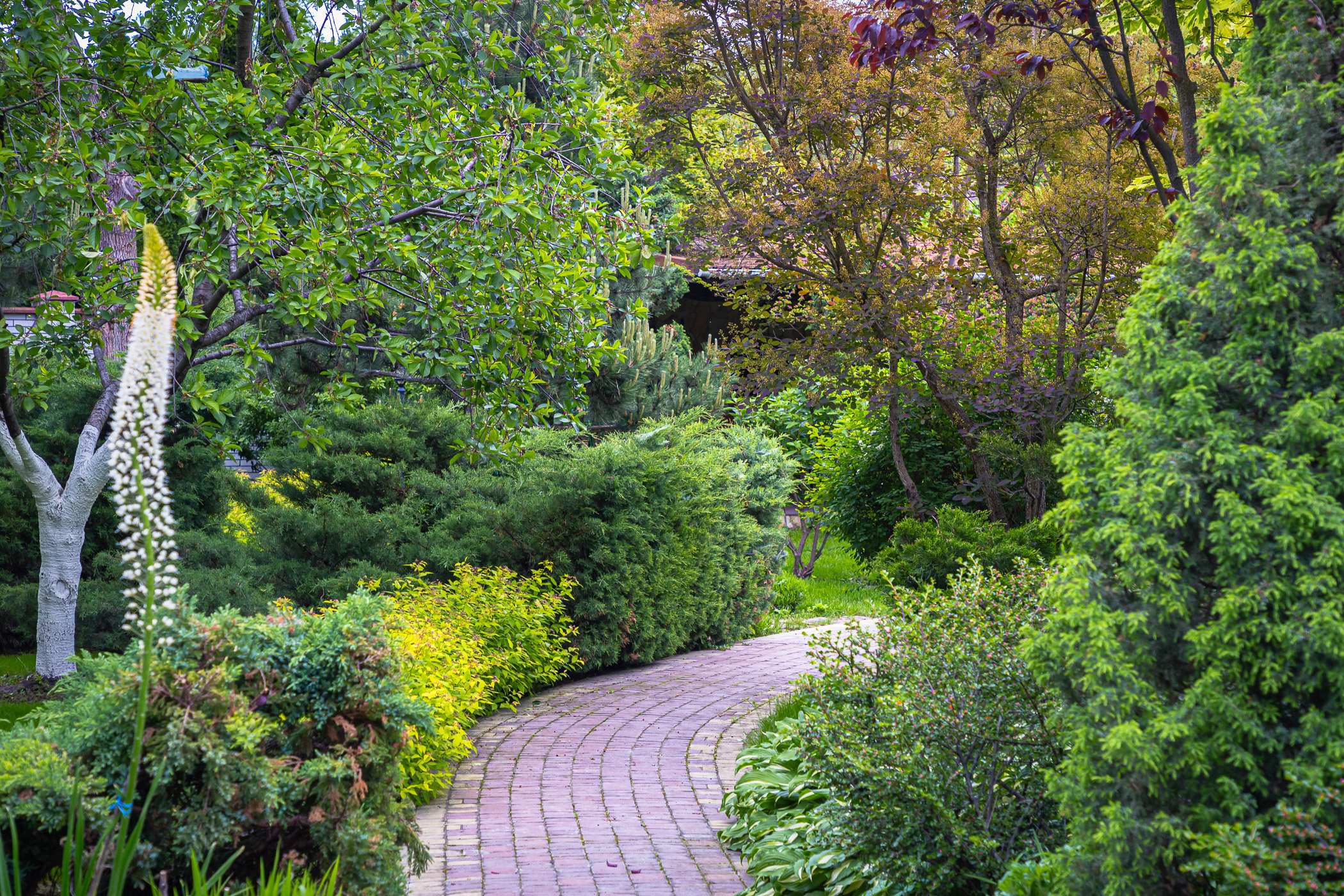 Photographing a spring-blooming private garden near Kyiv. Garden and interior photographer Elena Shavlovska, Netherlands