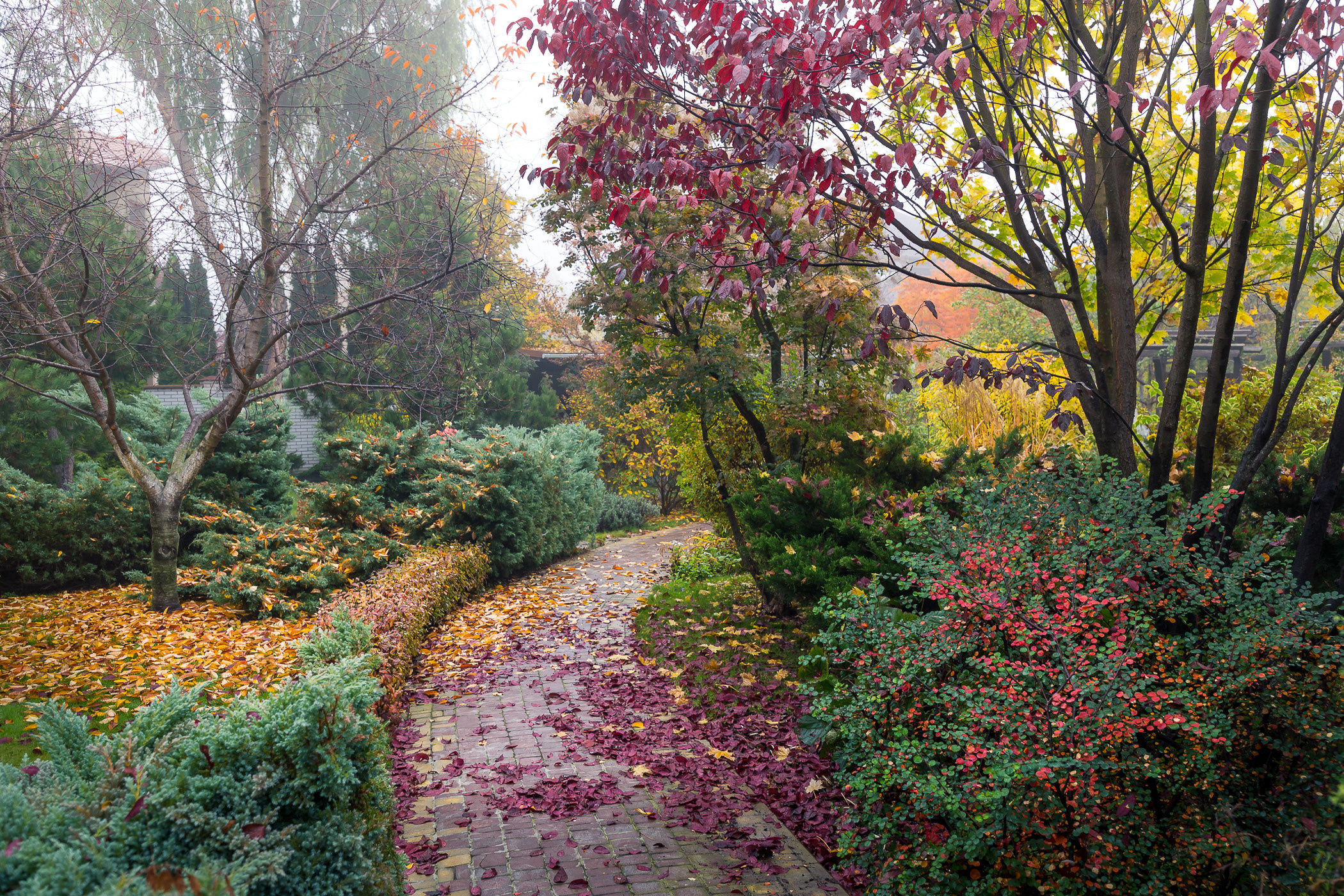Фотосъемка частного дизайнерского сада осенью, под Киевом. Фотограф ландшафтных садов и интерьеров Елена Шавловская, Нидерланды