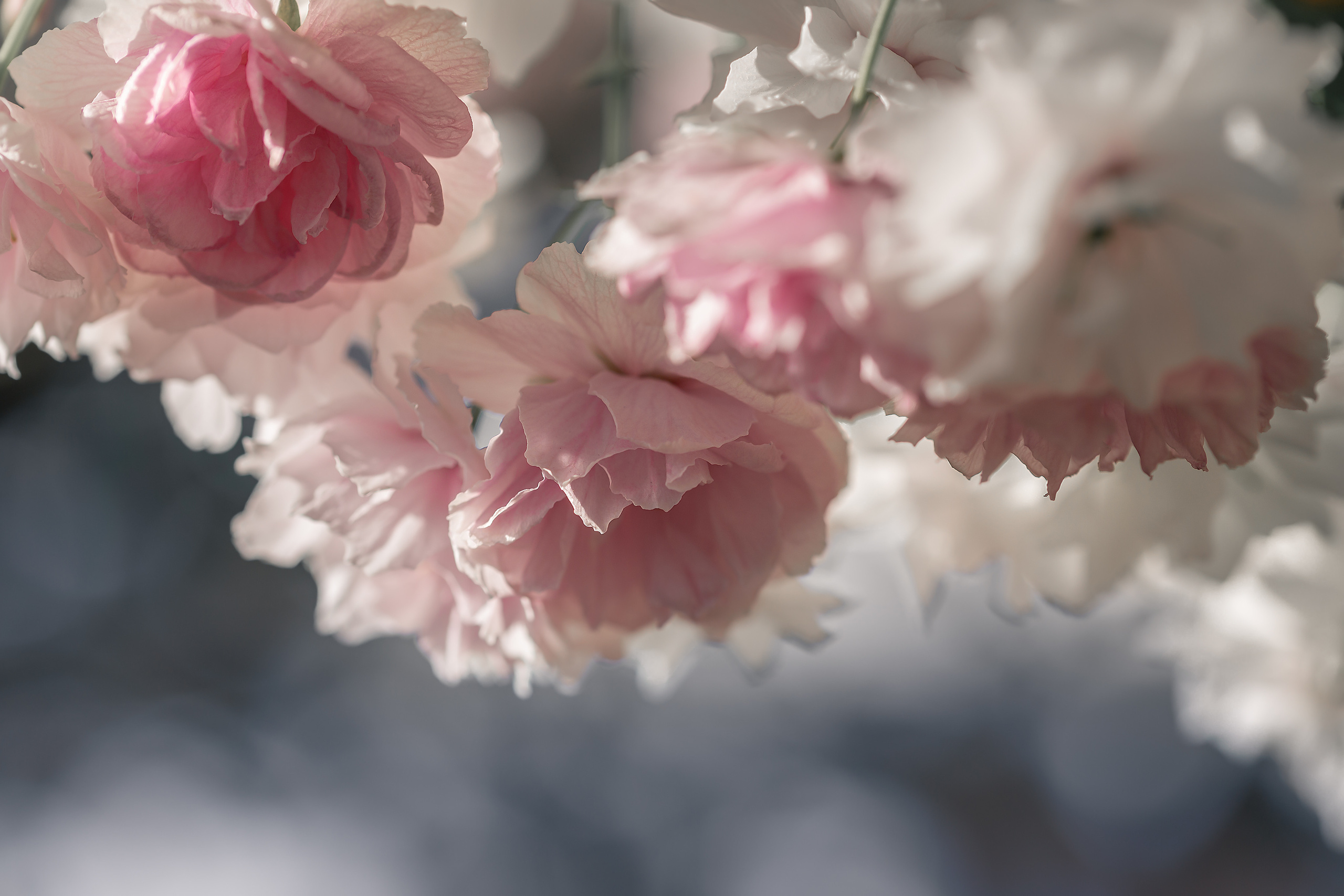 Весеннее цветение. Фотограф ландшафтных садов и интерьеров Елена Шавловская, Нидерланды