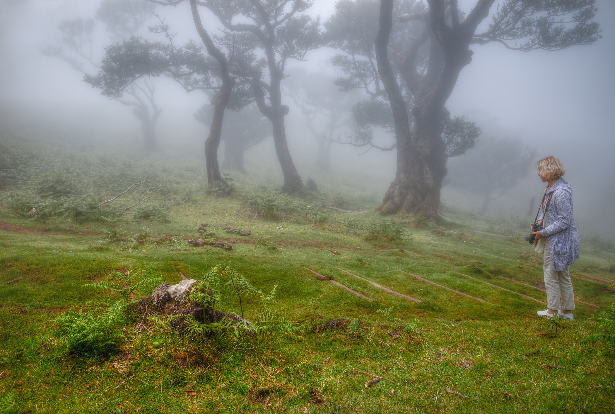 Laurel forest in the fog, Madeira. Garden and interior photographer Elena Shavlovska, Netherlands