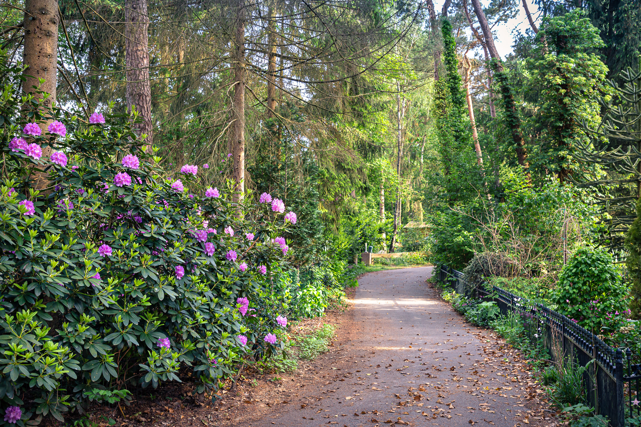 Время рододендронов, Холтен. Фотограф ландшафтных садов и интерьеров Елена Шавловская, Нидерланды