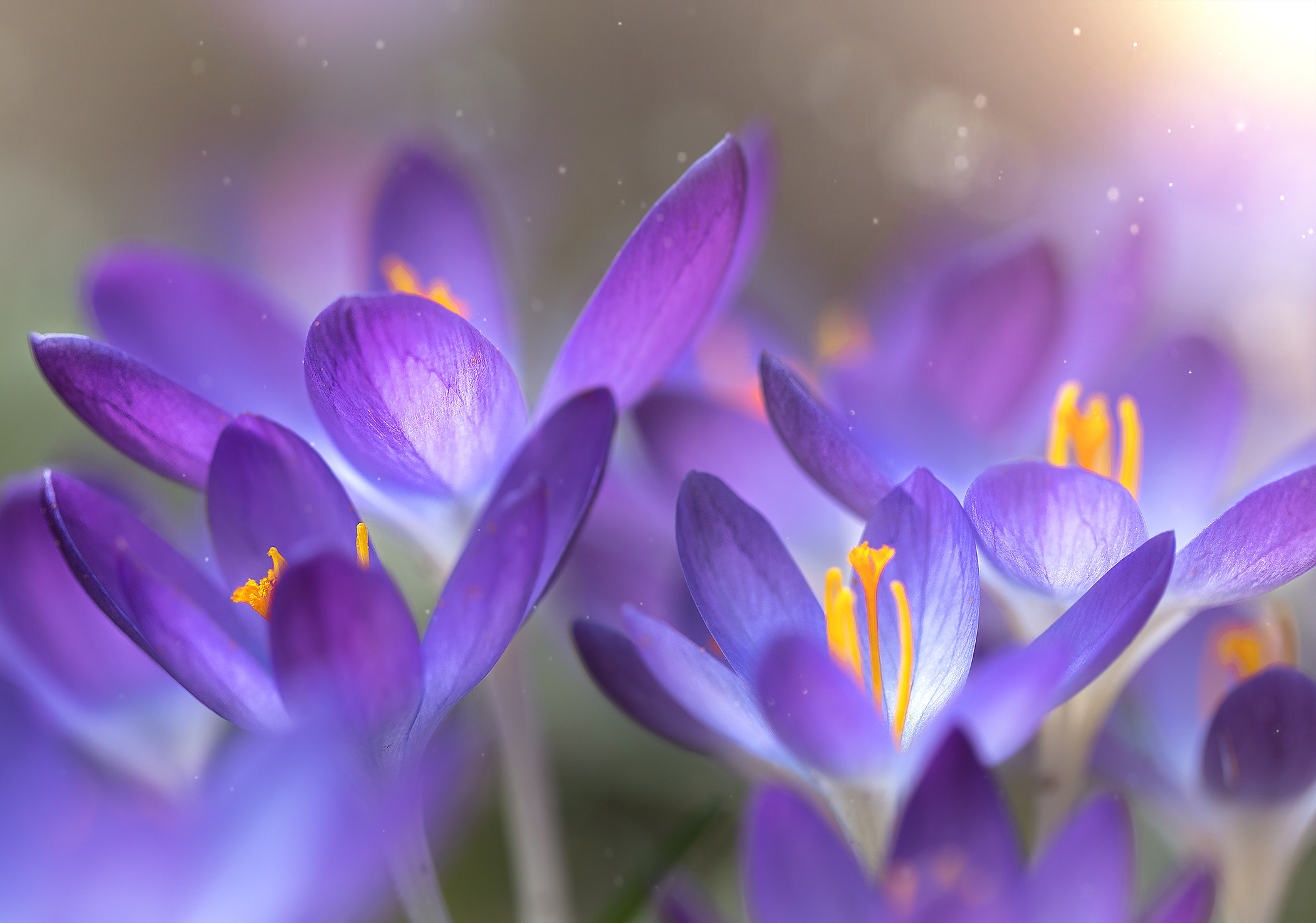 Весеннее цветение. Фотограф ландшафтных садов и интерьеров Елена Шавловская, Нидерланды