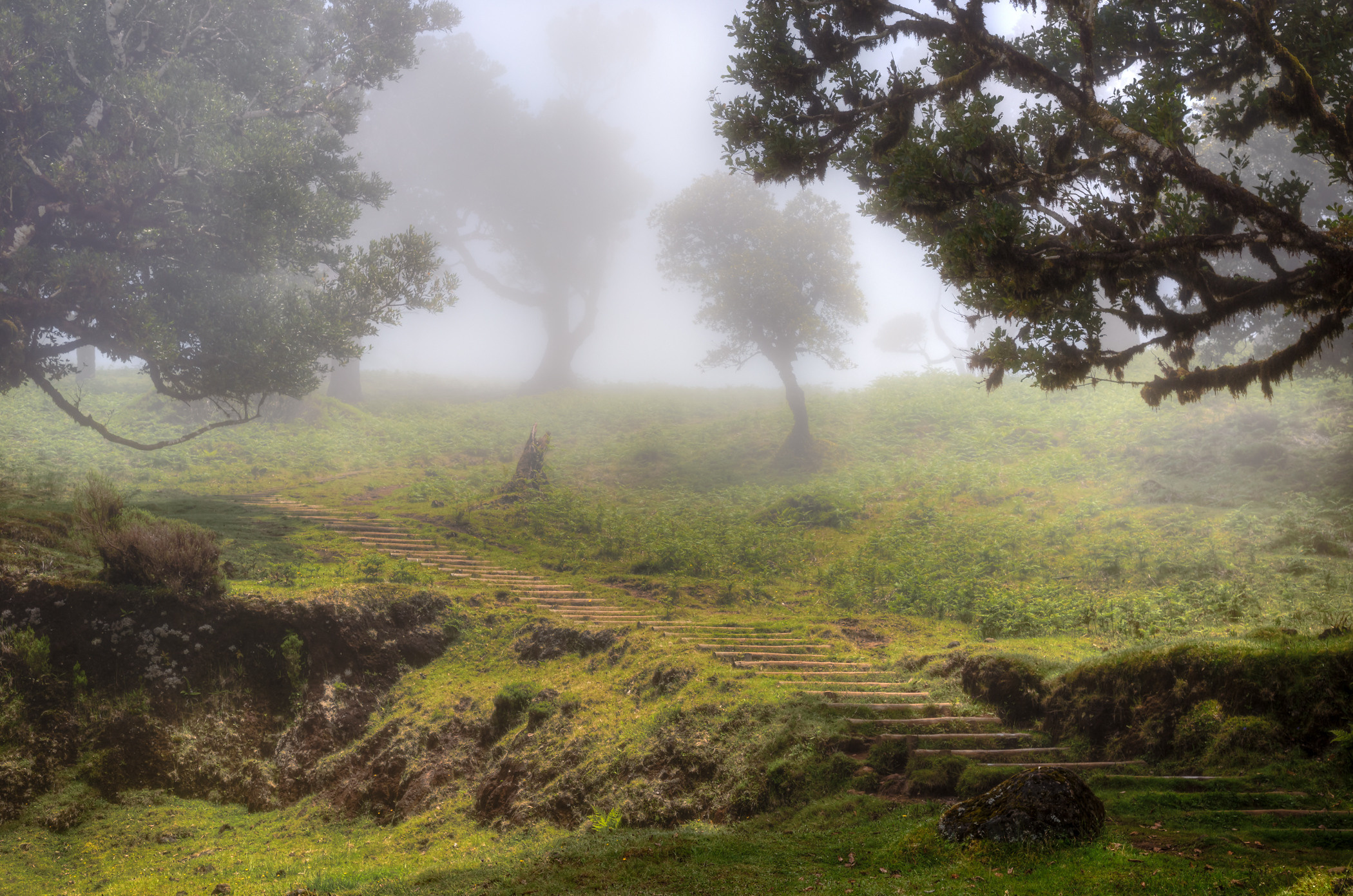 Laurel forest in the fog, Madeira. Garden and interior photographer Elena Shavlovska, Netherlands