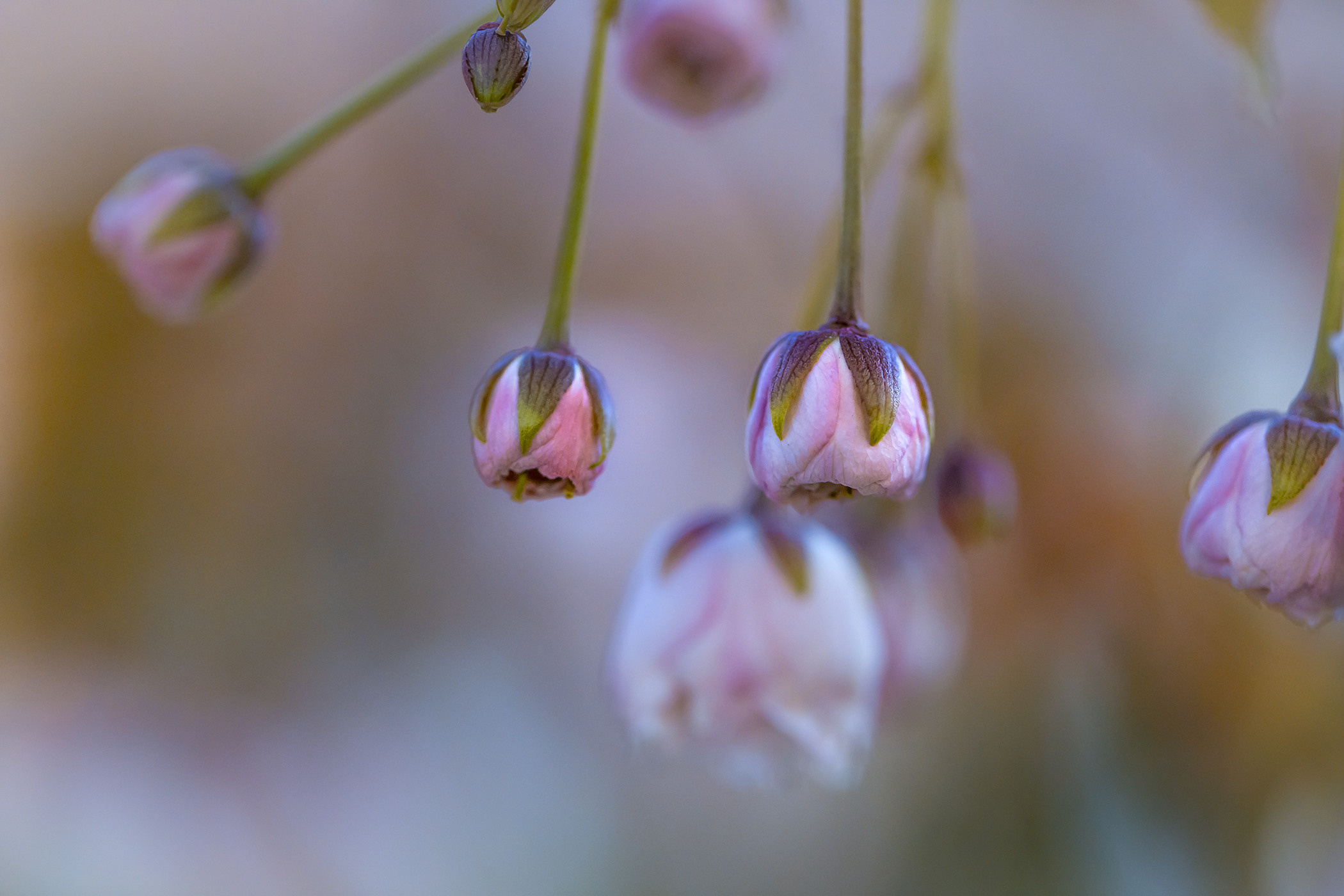 Garden and interior photographer Elena Shavlovska, Netherlands