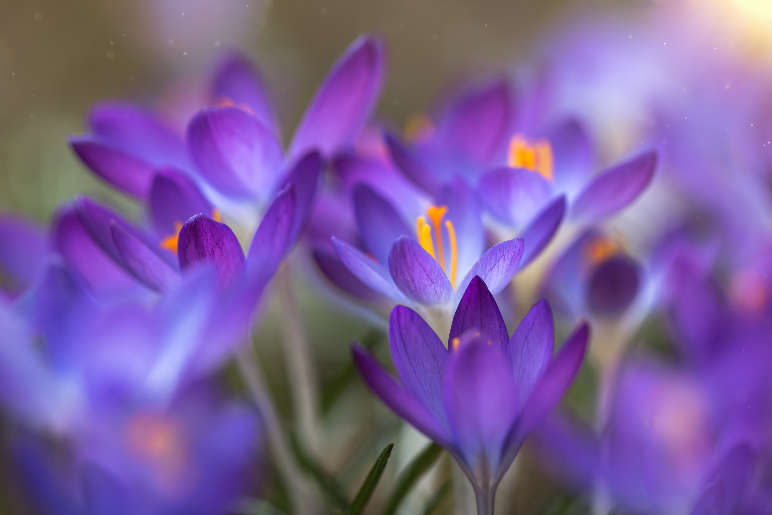 Весеннее цветение. Фотограф ландшафтных садов и интерьеров Елена Шавловская, Нидерланды