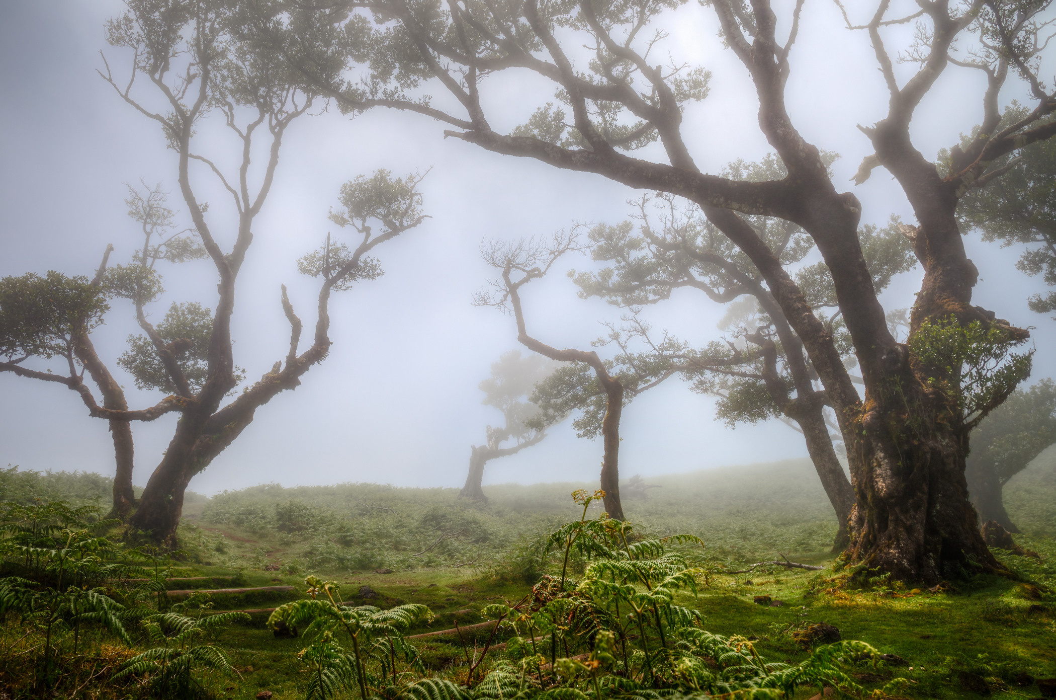 Laurel forest in the fog, Madeira. Garden and interior photographer Elena Shavlovska, Netherlands