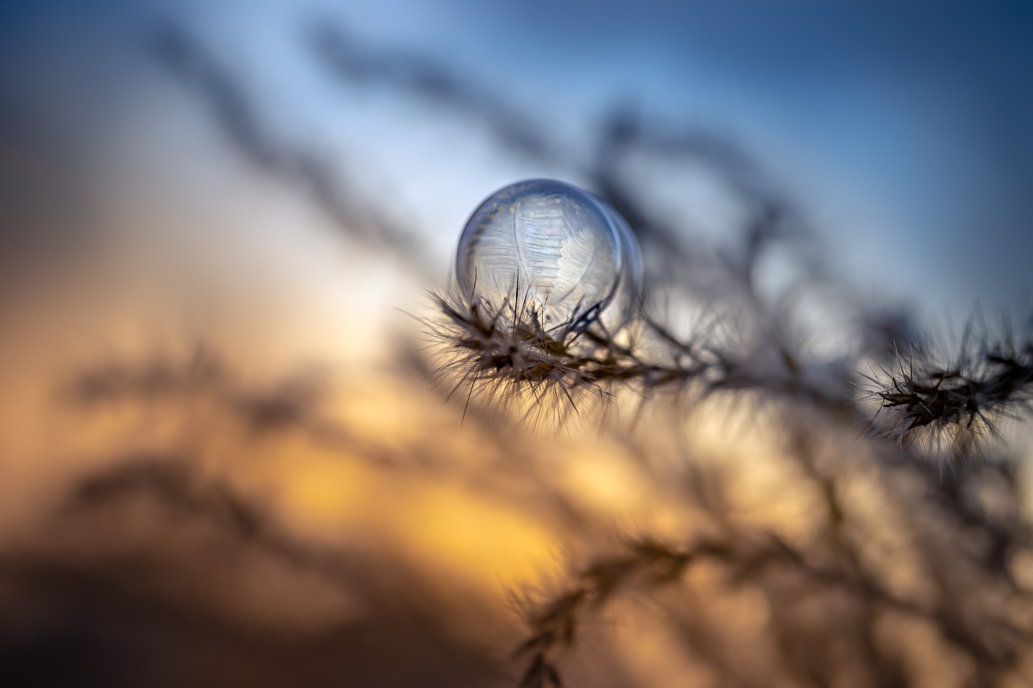 Frozen bubbles. Garden and interior photographer Elena Shavlovska, Netherlands