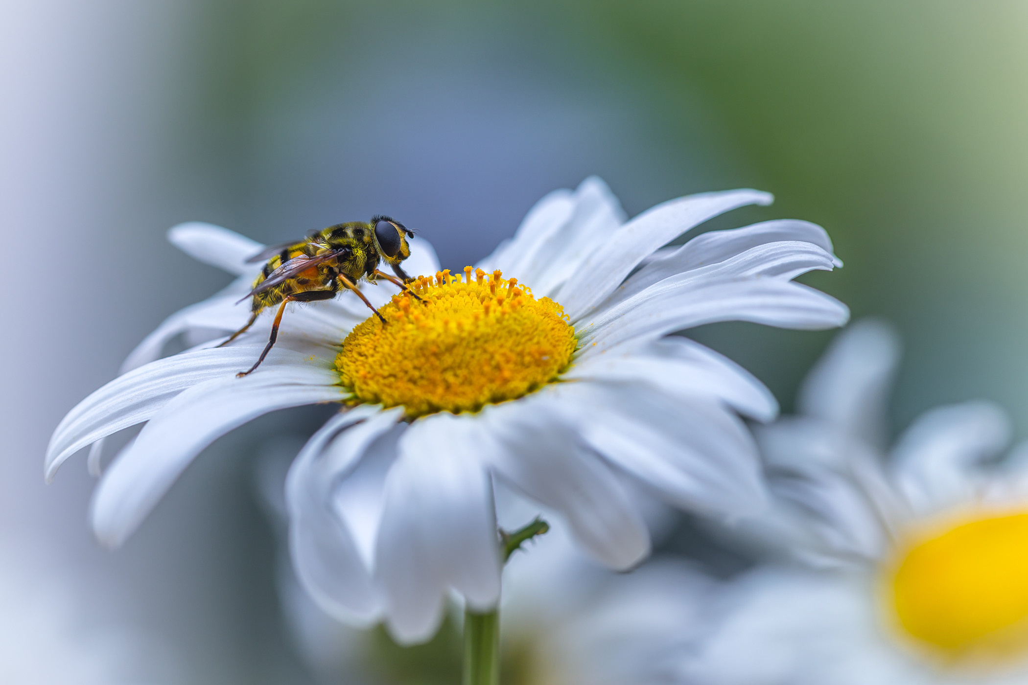Весеннее цветение. Фотограф ландшафтных садов и интерьеров Елена Шавловская, Нидерланды