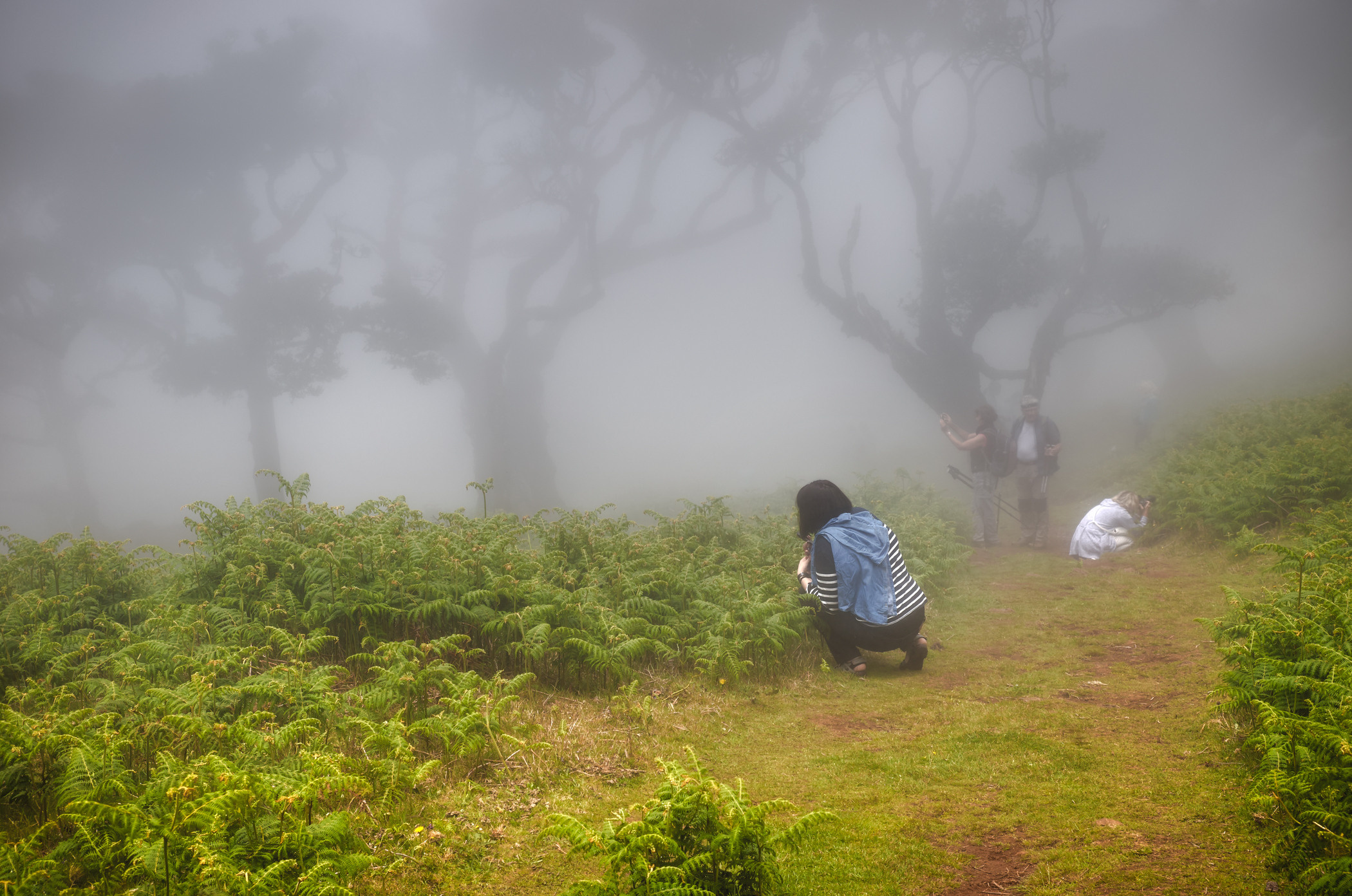 Laurel forest in the fog, Madeira. Garden and interior photographer Elena Shavlovska, Netherlands
