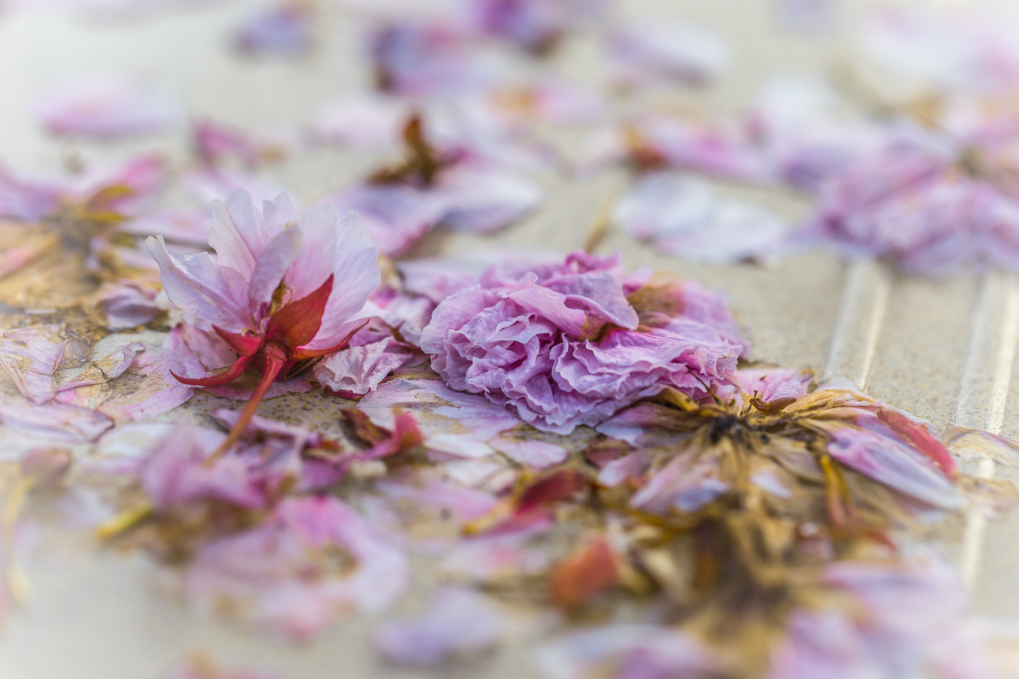 Весеннее цветение. Фотограф ландшафтных садов и интерьеров Елена Шавловская, Нидерланды