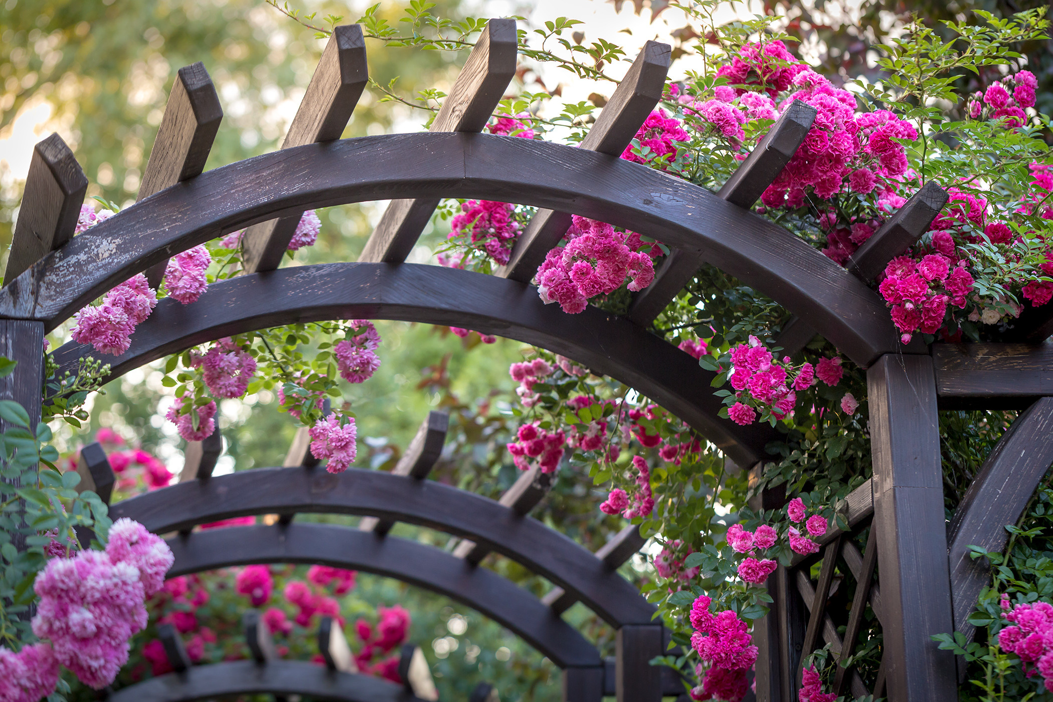 Roses. Garden and interior photographer Elena Shavlovska, Netherlands