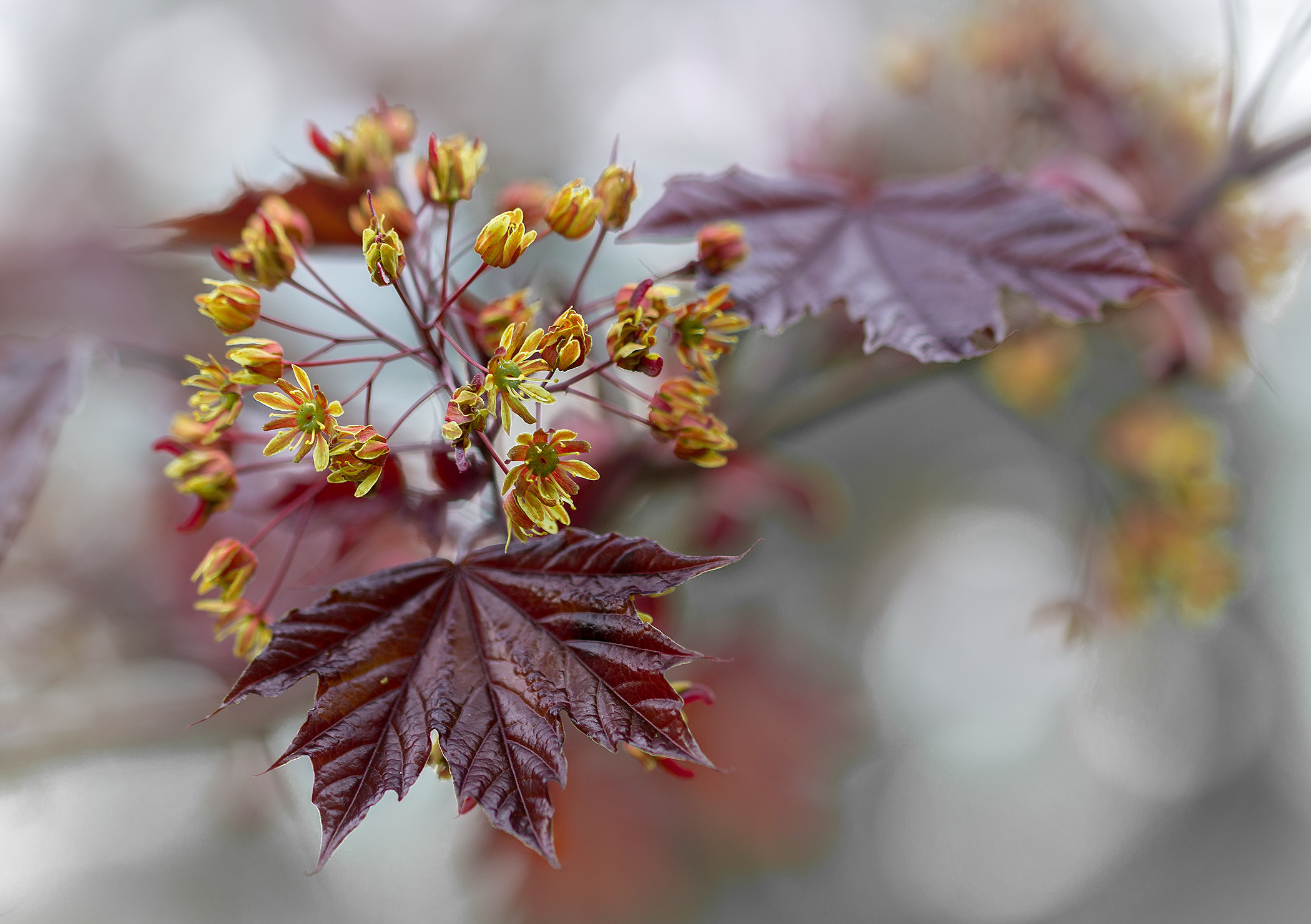 Весеннее цветение. Фотограф ландшафтных садов и интерьеров Елена Шавловская, Нидерланды