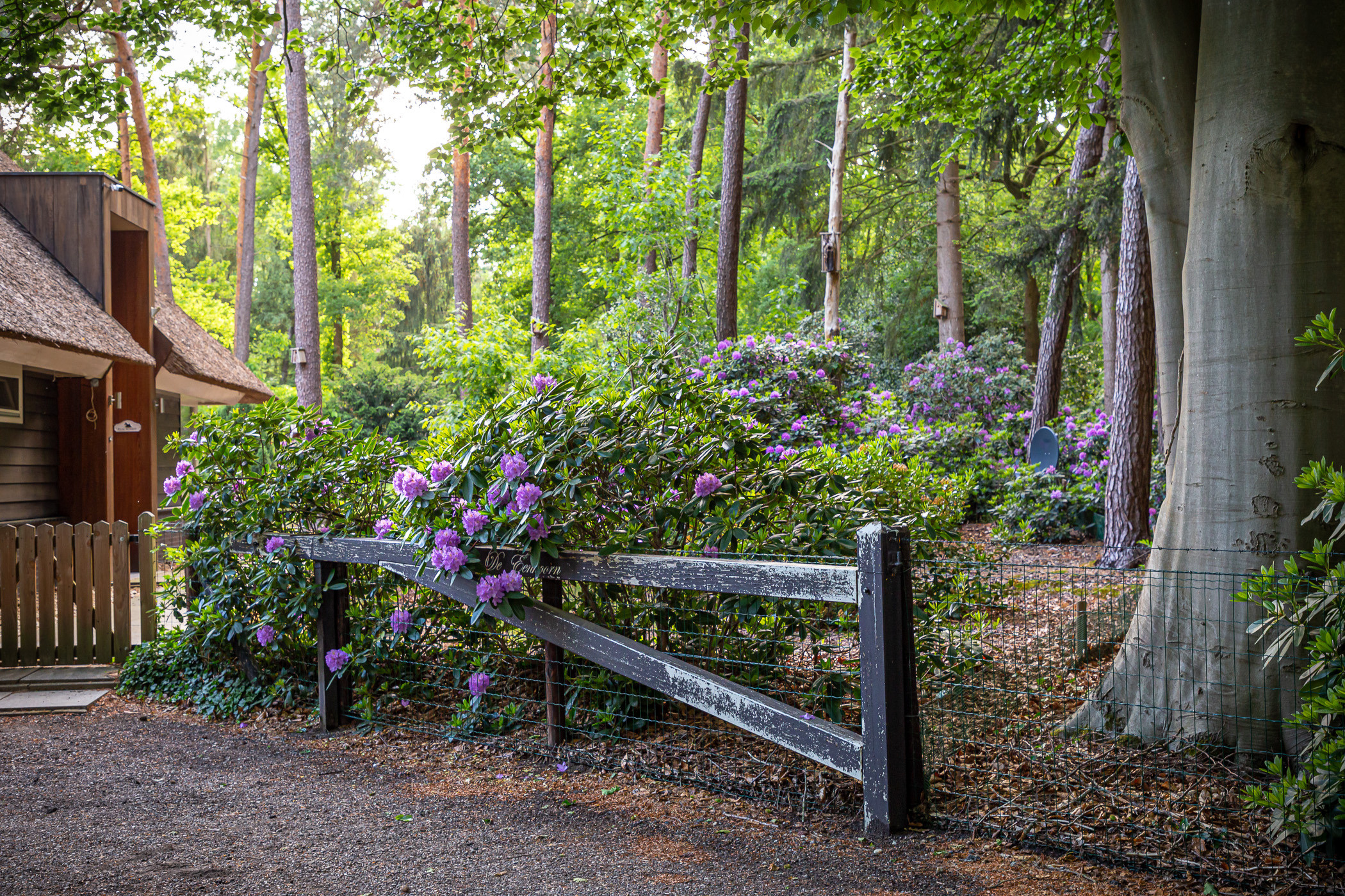 Время рододендронов, Холтен. Фотограф ландшафтных садов и интерьеров Елена Шавловская, Нидерланды