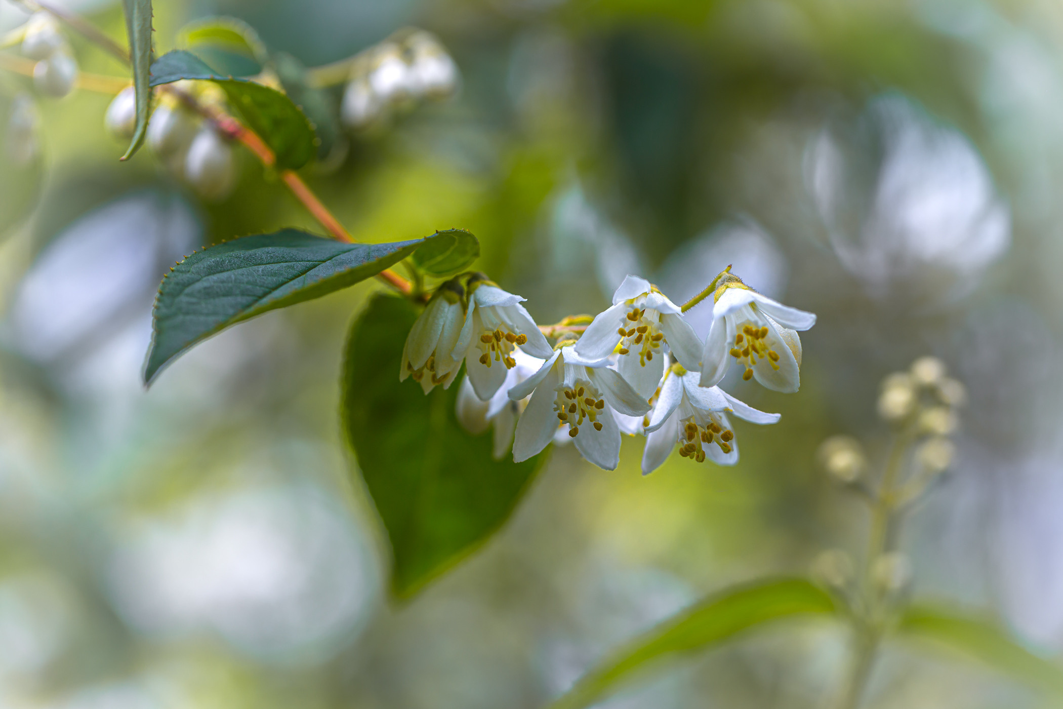 Весеннее цветение. Фотограф ландшафтных садов и интерьеров Елена Шавловская, Нидерланды