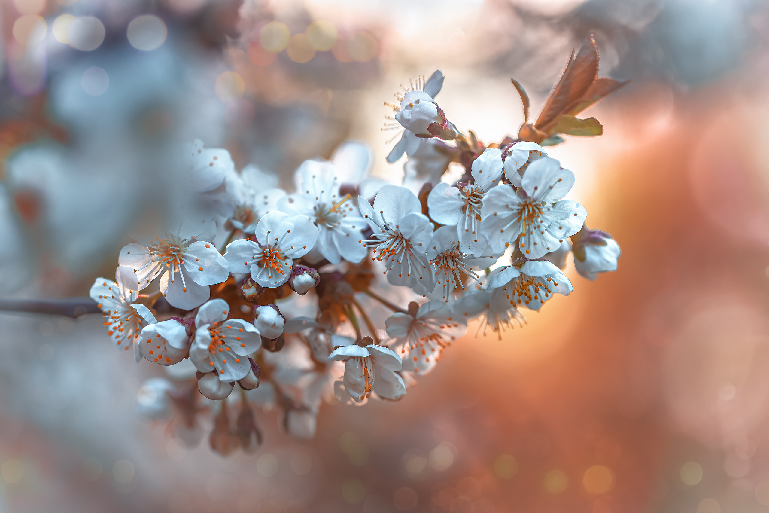 Весеннее цветение. Фотограф ландшафтных садов и интерьеров Елена Шавловская, Нидерланды