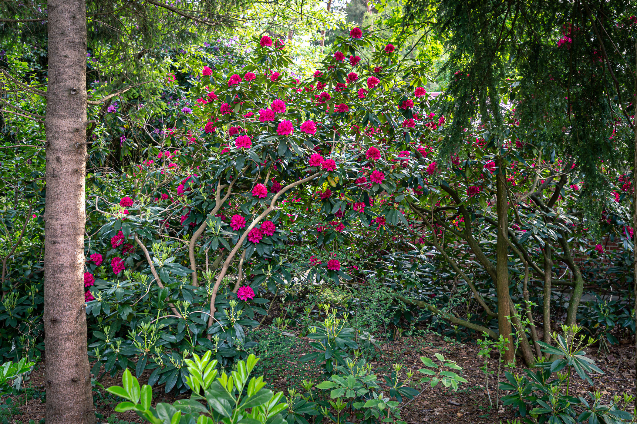 Время рододендронов, Холтен. Фотограф ландшафтных садов и интерьеров Елена Шавловская, Нидерланды