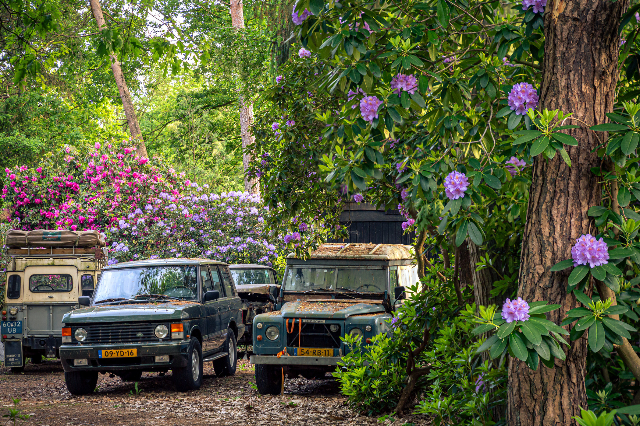 Время рододендронов, Холтен. Фотограф ландшафтных садов и интерьеров Елена Шавловская, Нидерланды