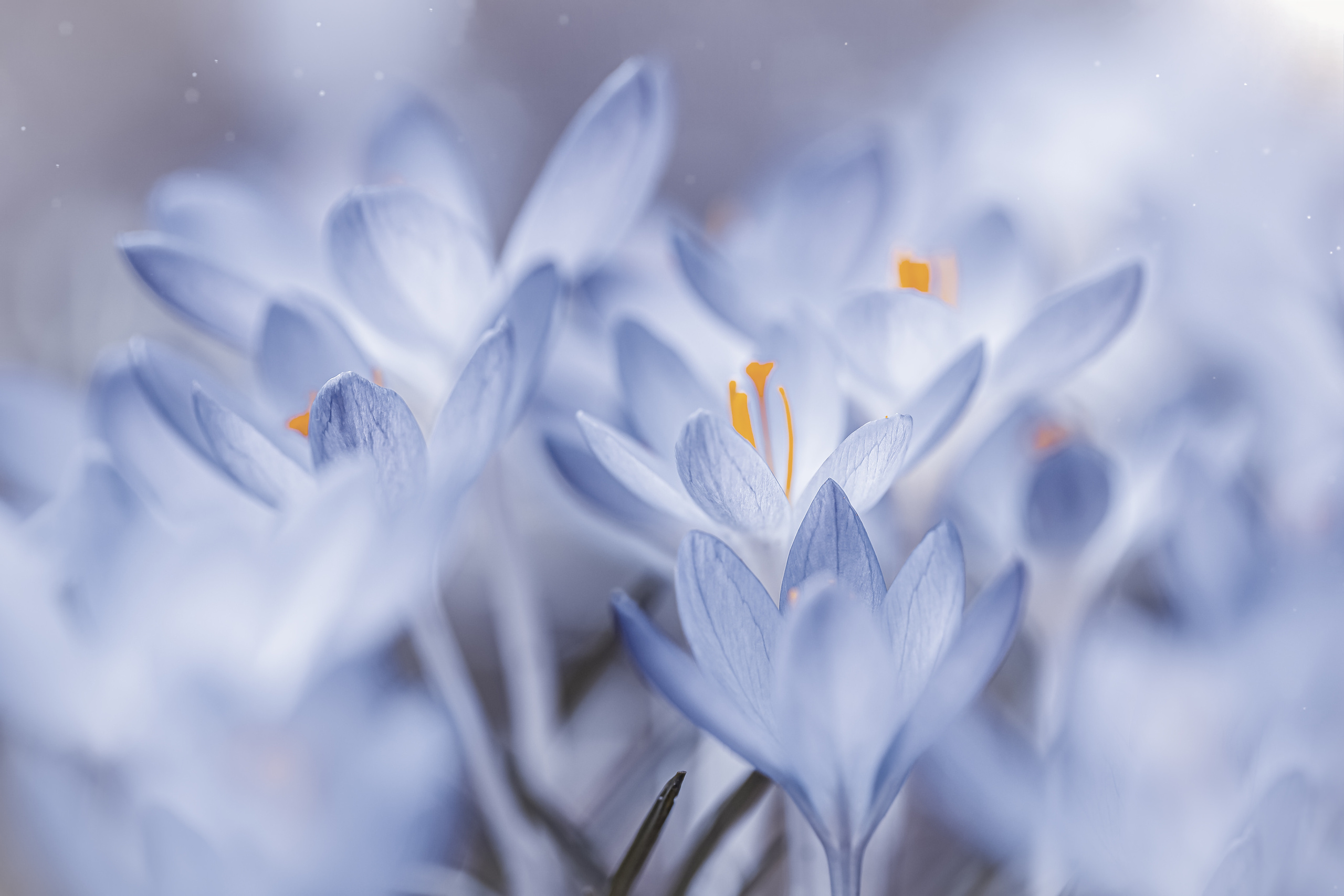 Весеннее цветение. Фотограф ландшафтных садов и интерьеров Елена Шавловская, Нидерланды