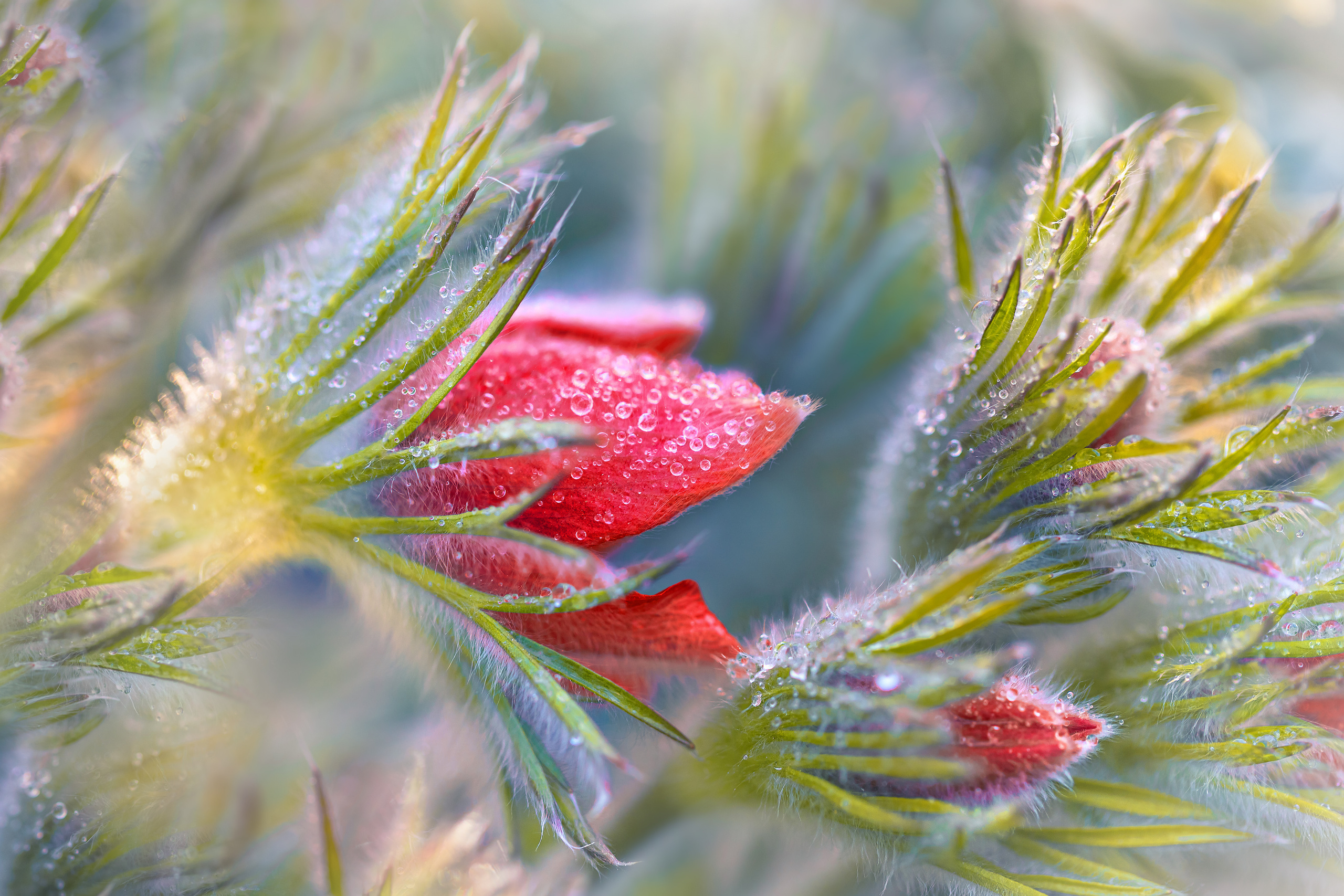 Landscape Garden and Interior photo shoot. Garden and interior photographer Elena Shavlovska, Netherlands
