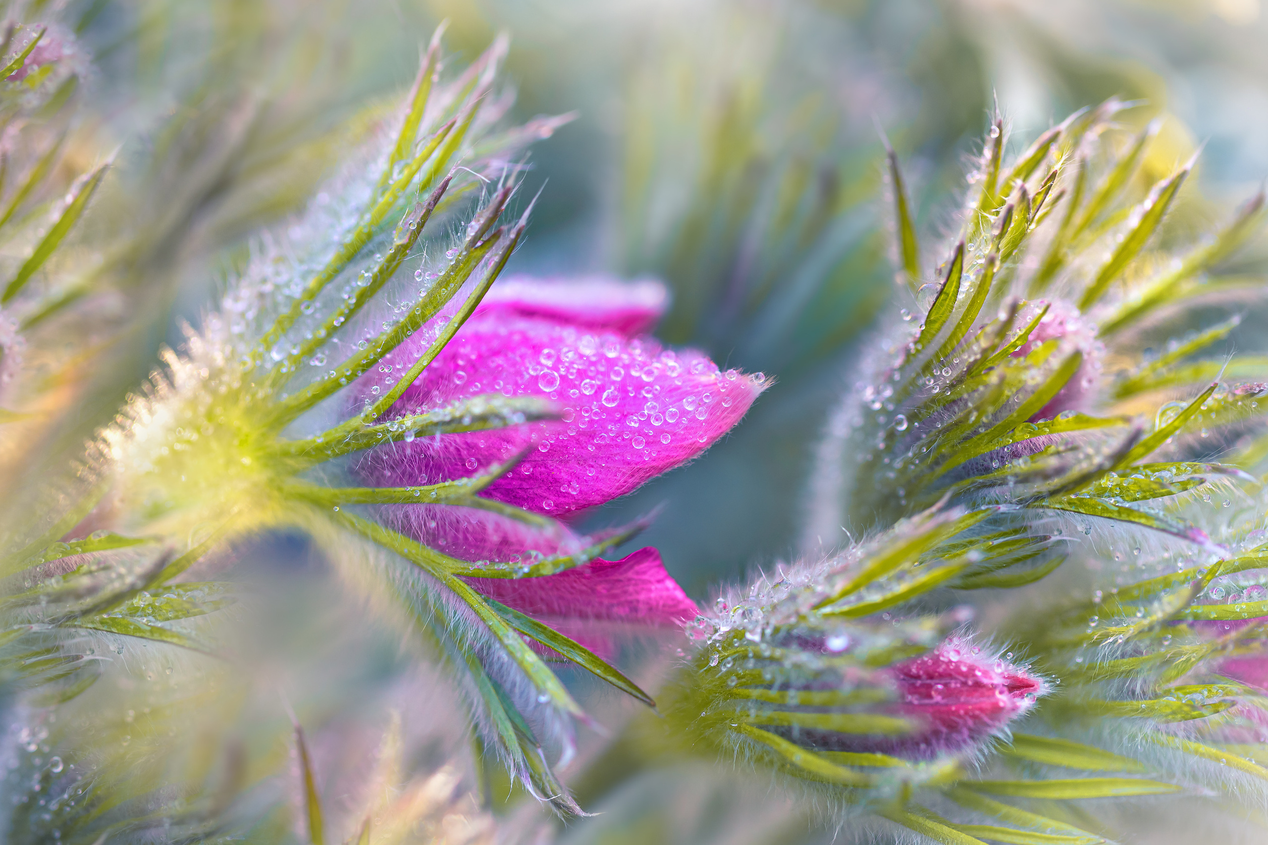 Garden and interior photographer Elena Shavlovska, Netherlands
