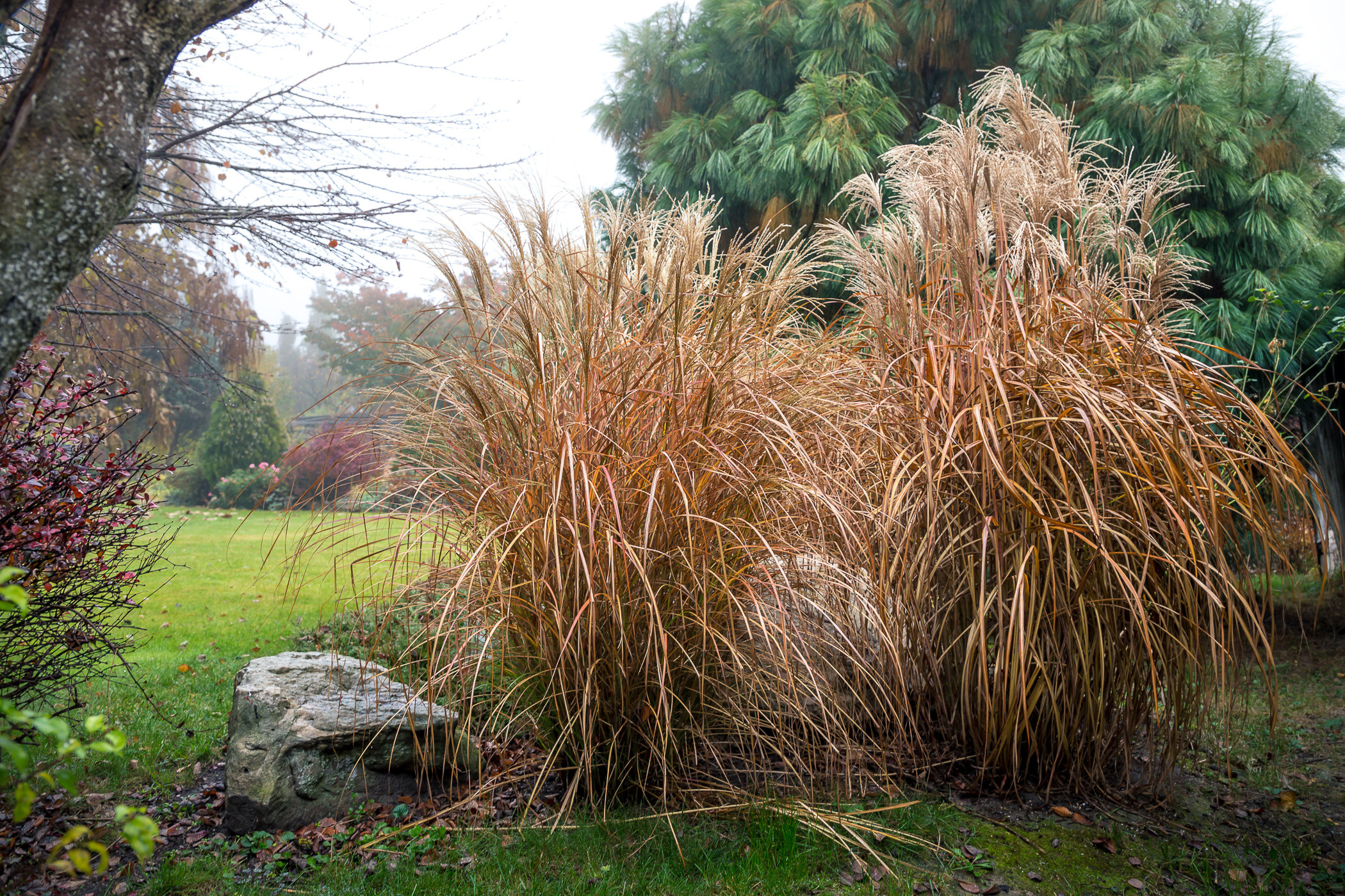 Фотосъемка частного дизайнерского сада осенью, под Киевом. Фотограф ландшафтных садов и интерьеров Елена Шавловская, Нидерланды