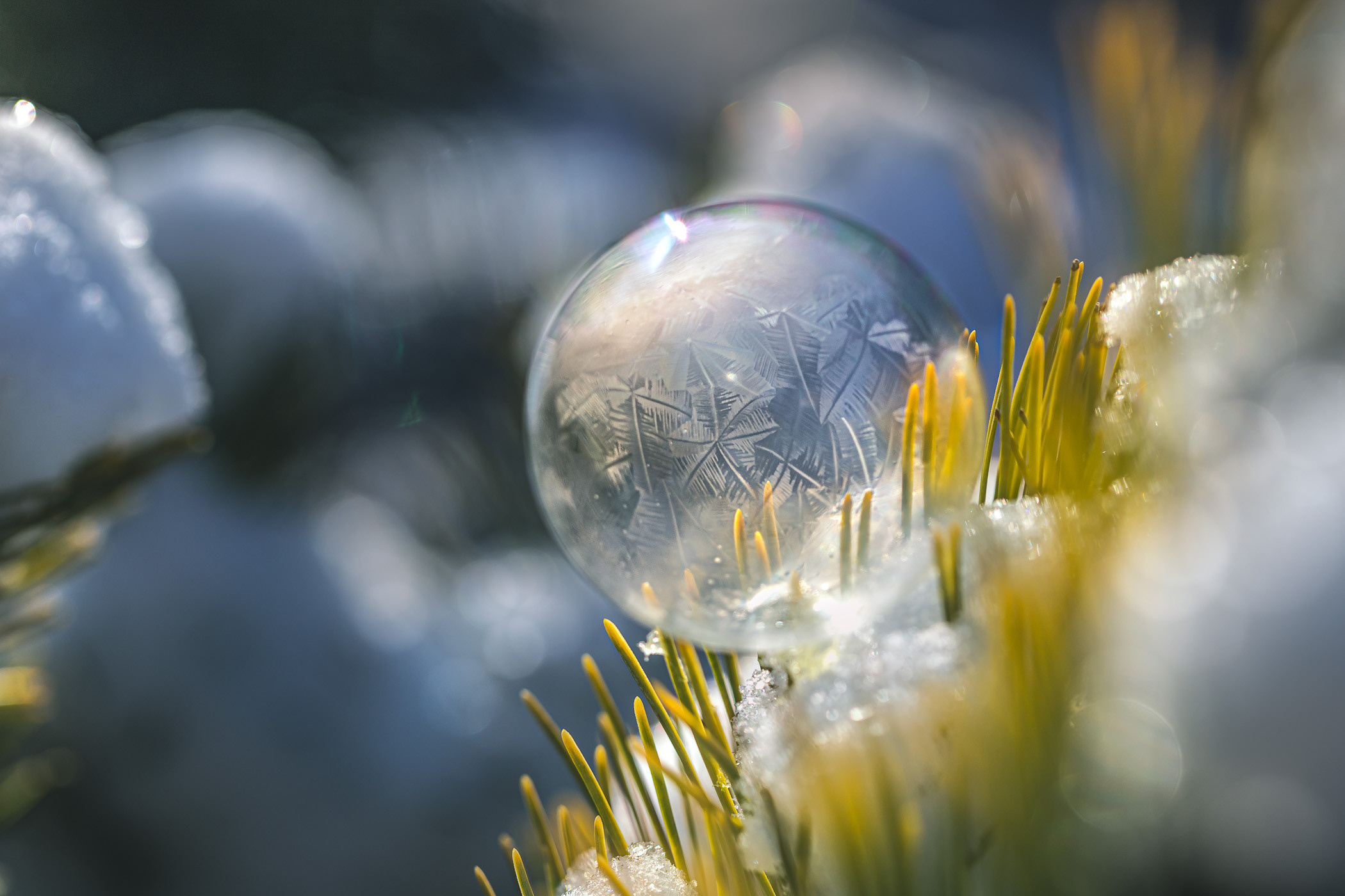 Frozen bubbles. Garden and interior photographer Elena Shavlovska, Netherlands