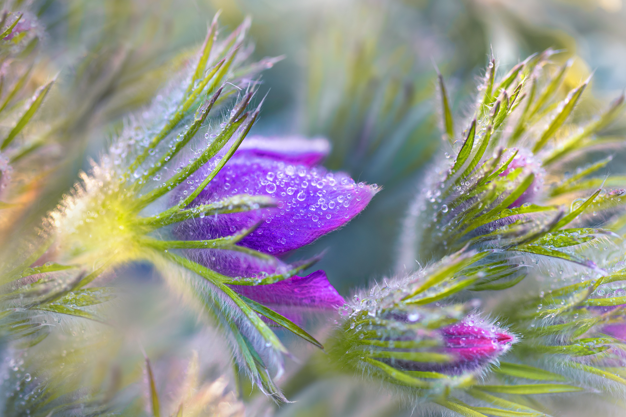 Весеннее цветение. Фотограф ландшафтных садов и интерьеров Елена Шавловская, Нидерланды