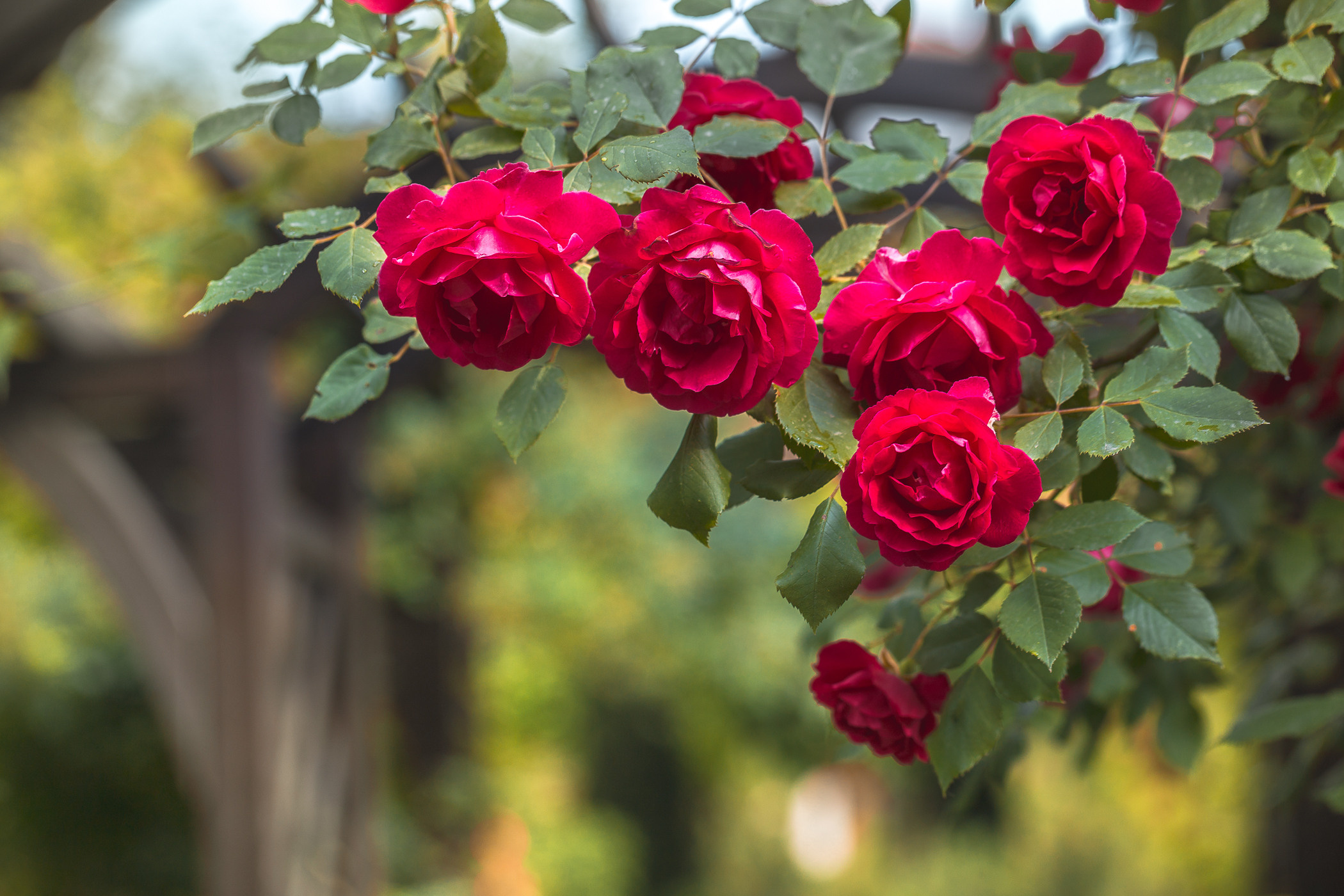 Roses. Garden and interior photographer Elena Shavlovska, Netherlands