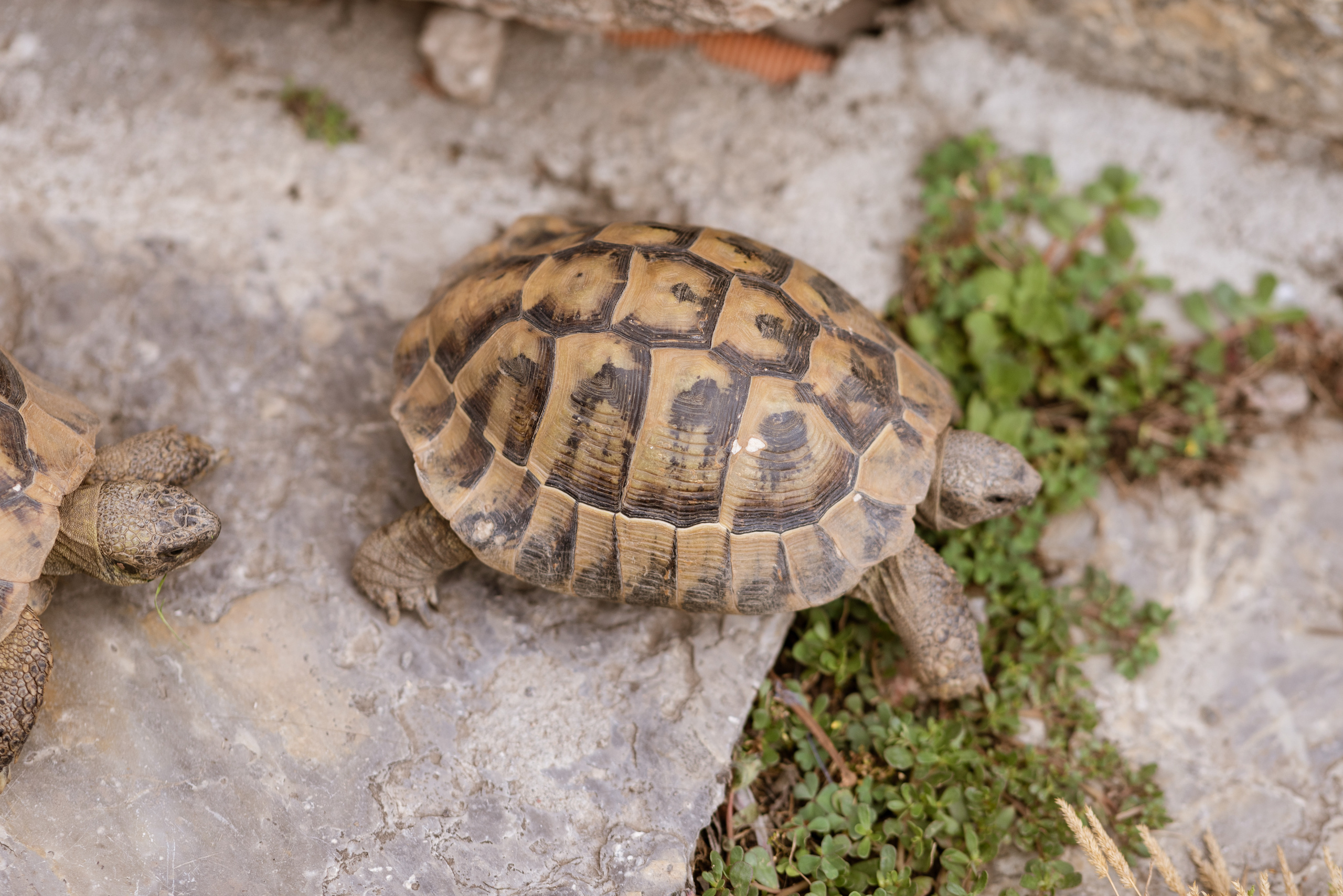 Македония, Охрид