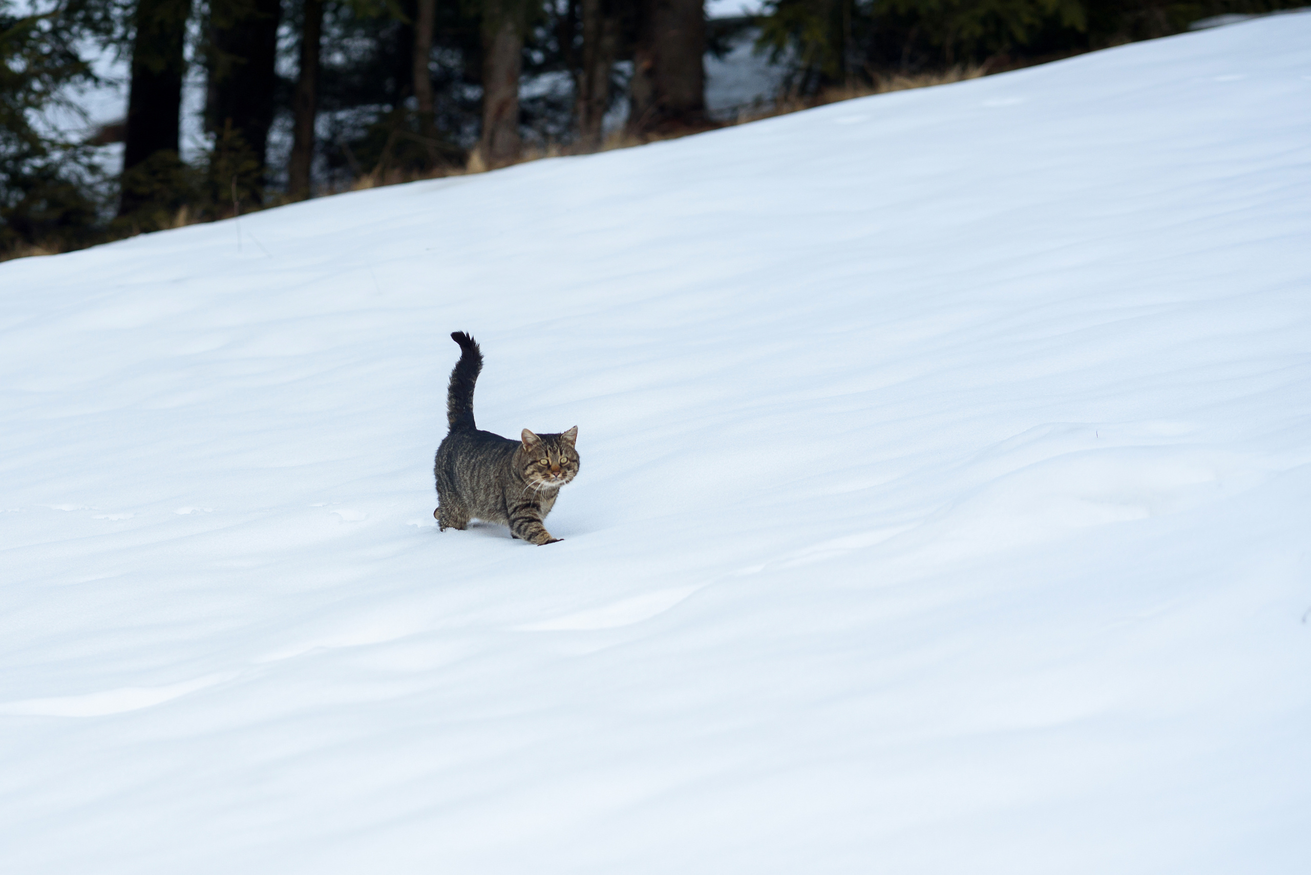 Зимняя свадьба в Карпатах