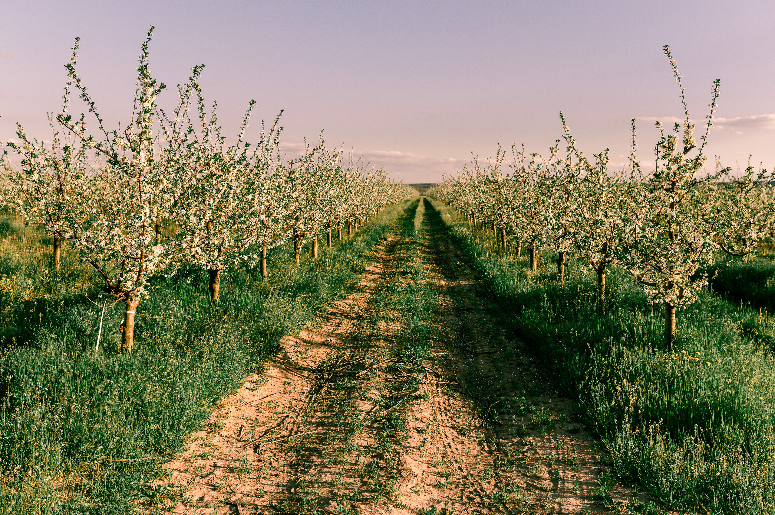 Прогулка по Днестру и саду