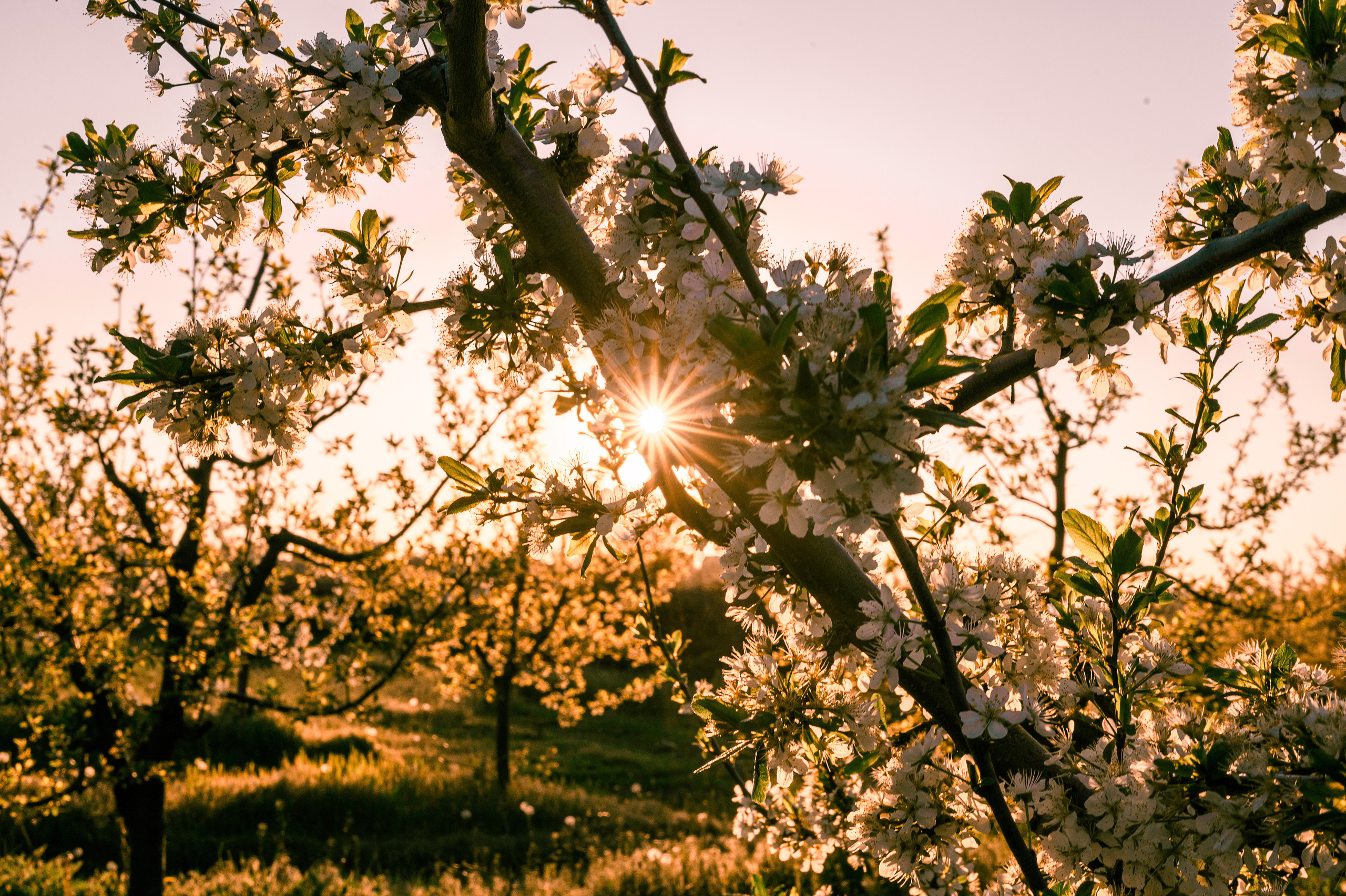 Прогулка по Днестру и саду