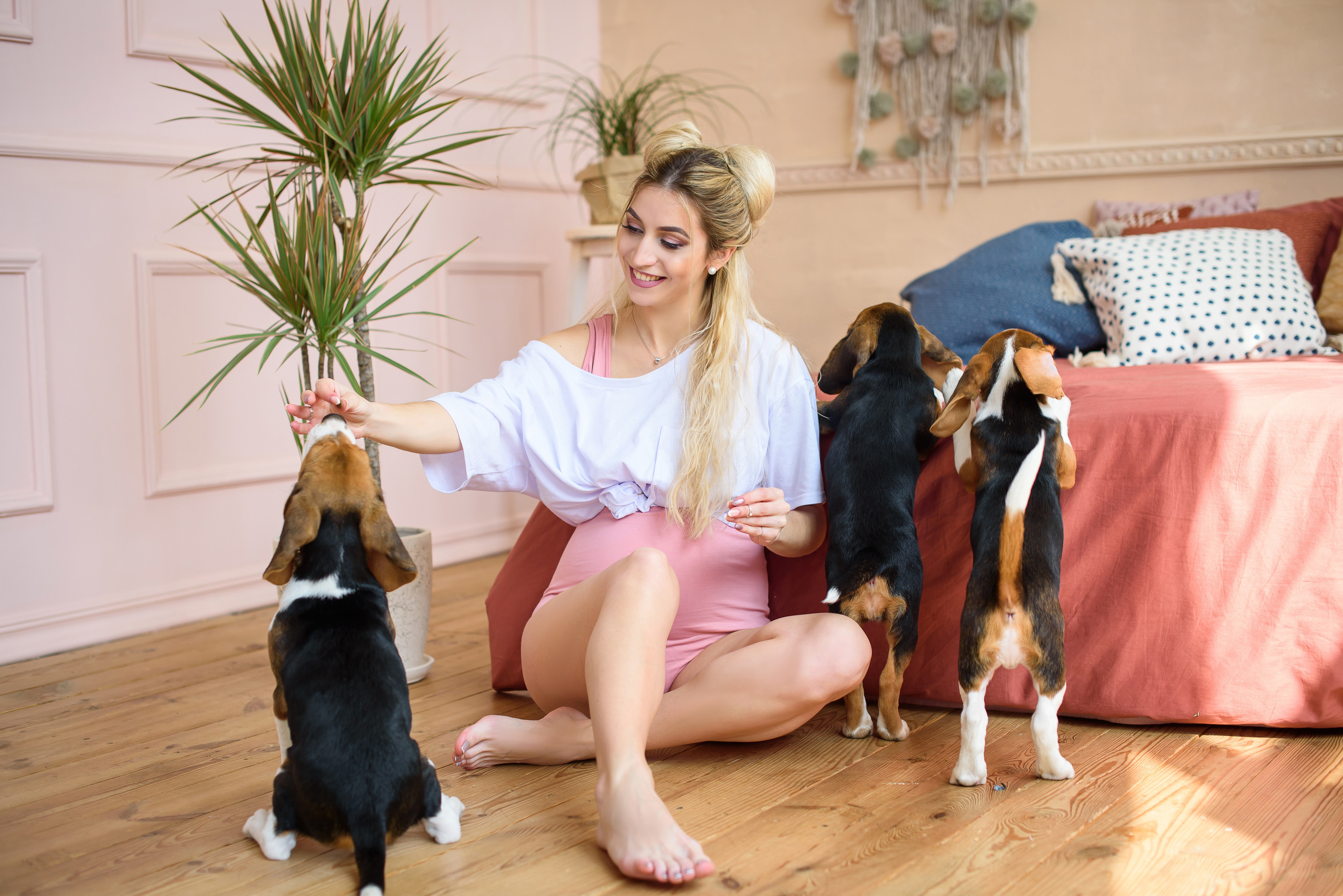 Будущая мама и три бигля