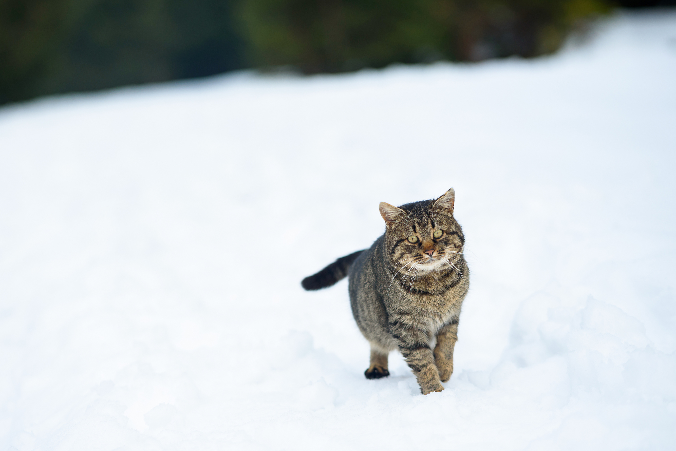 Зимняя свадьба в Карпатах