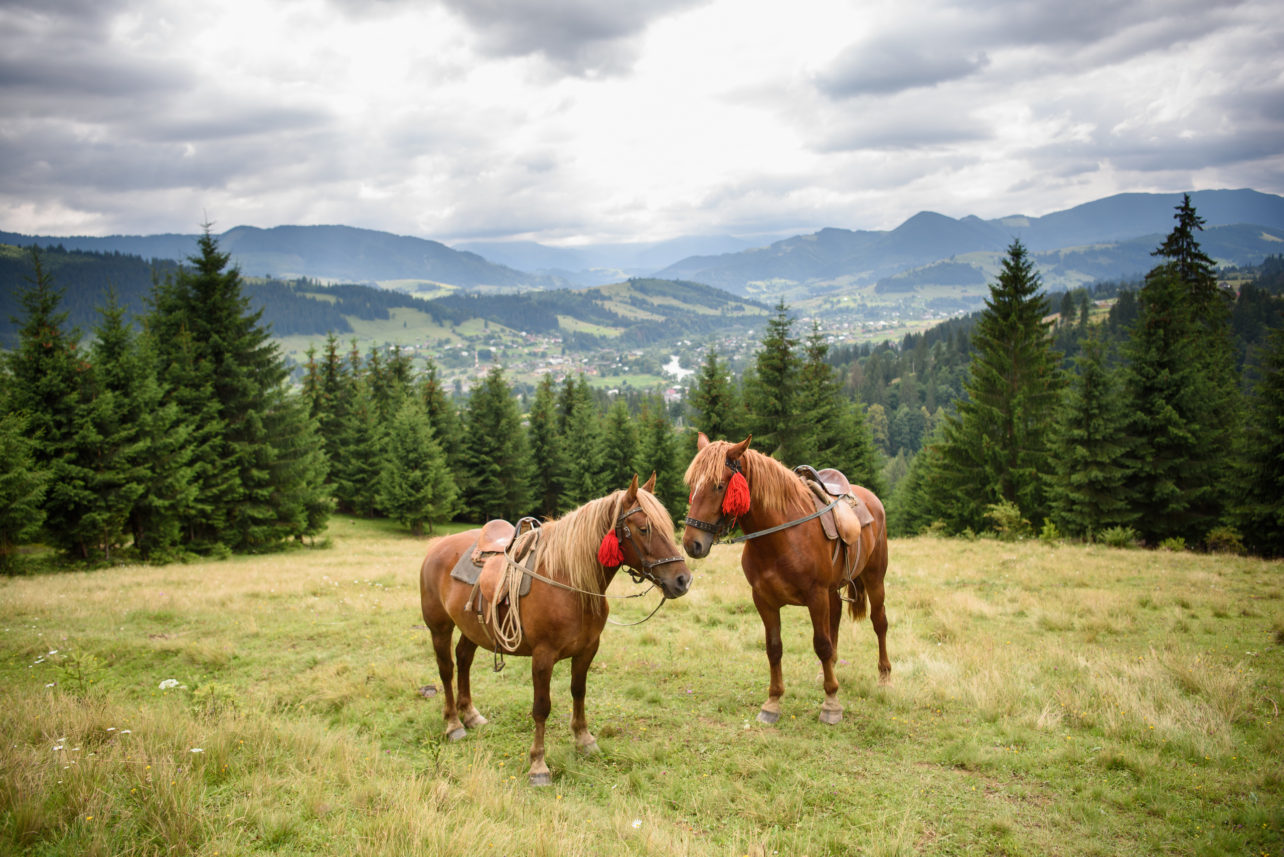 Карпатская история любви