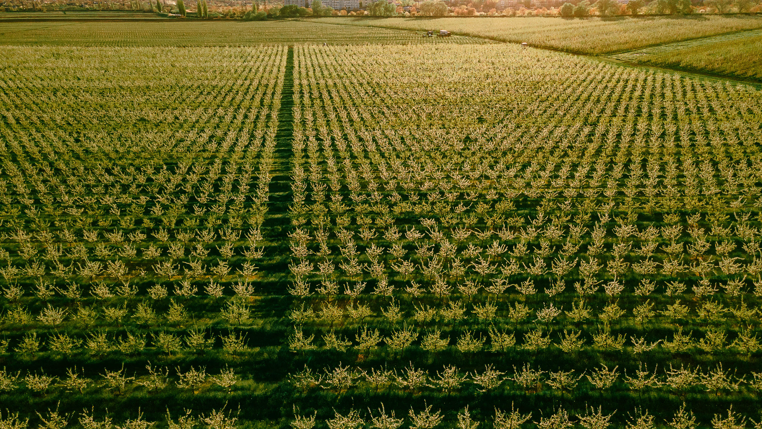 Прогулка по Днестру и саду