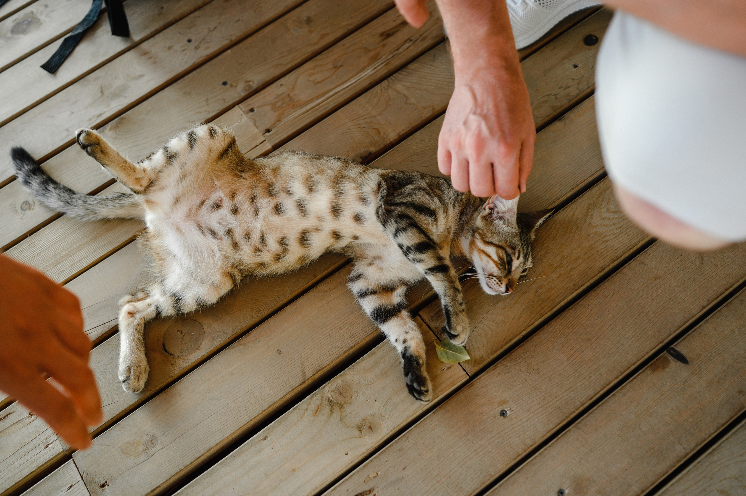 Игорь и Александра