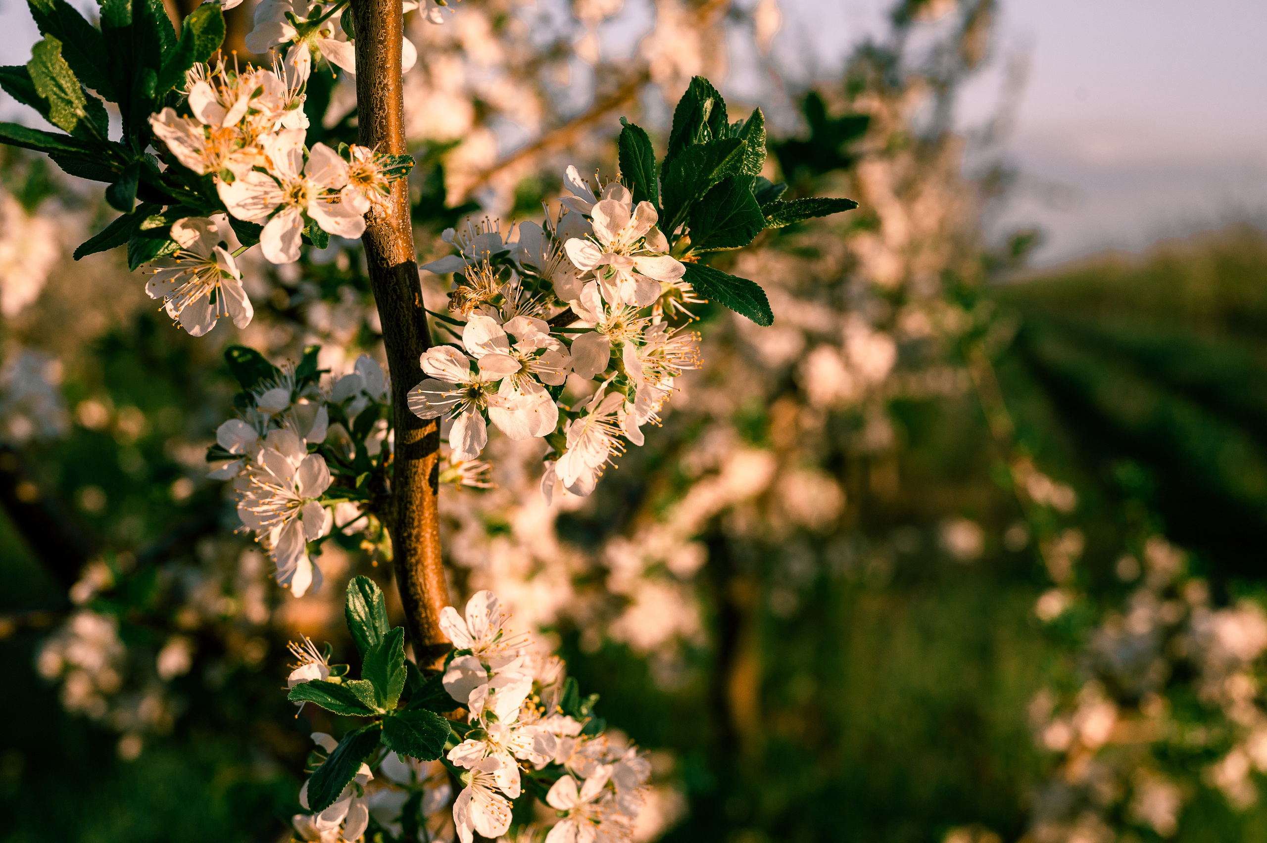 Прогулка по Днестру и саду