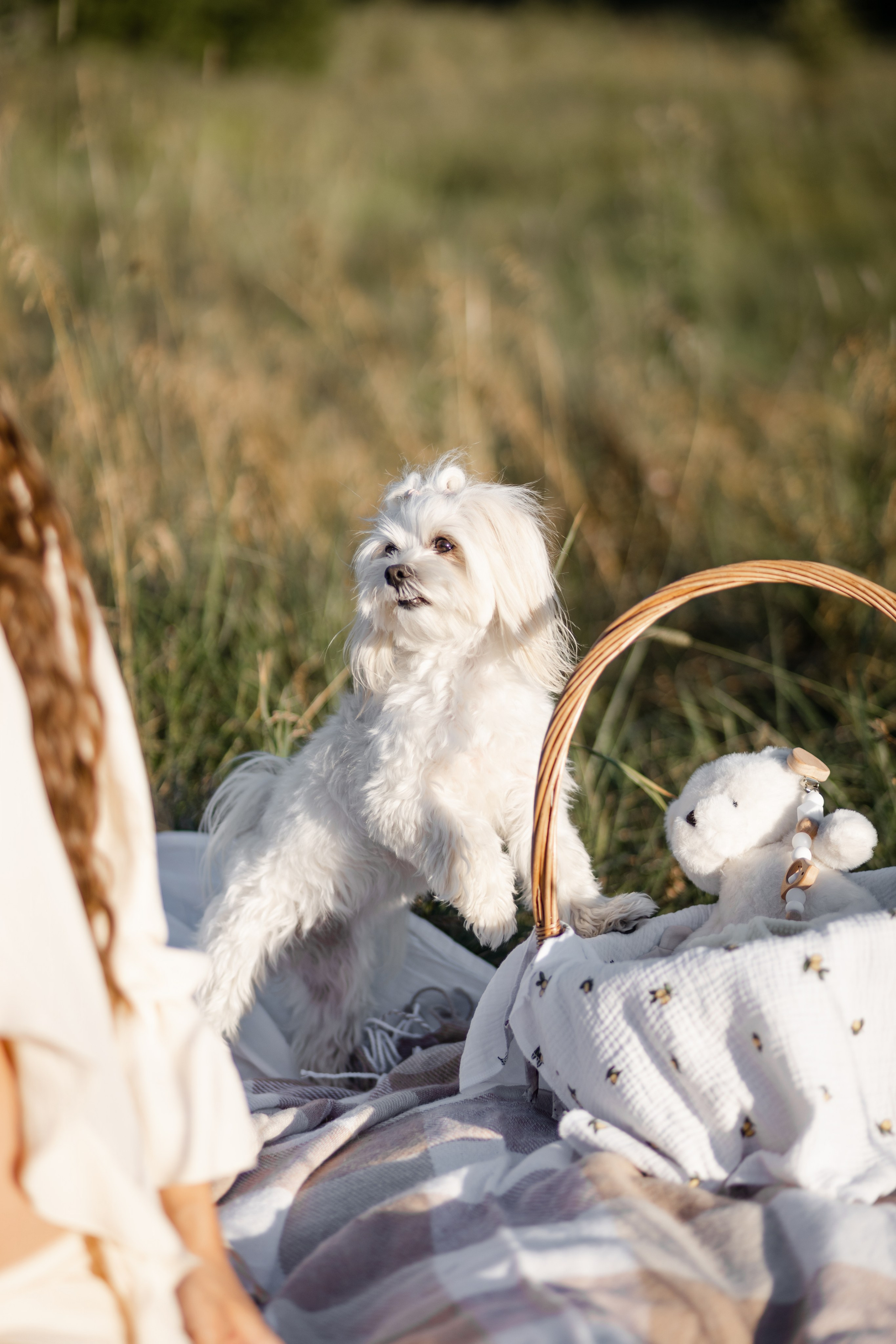 Вагітність. Ваш фотограф в Іллінцях, Вінниці, Немирові та Липовці
